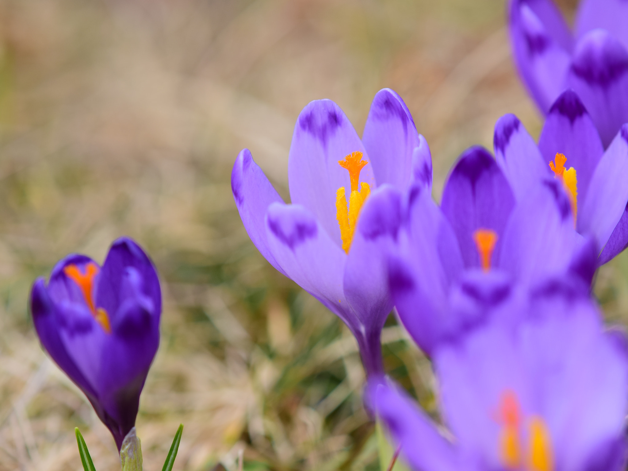 Nikon AF-S DX Micro-Nikkor 85mm F3.5G ED VR sample photo. Spring signs photography