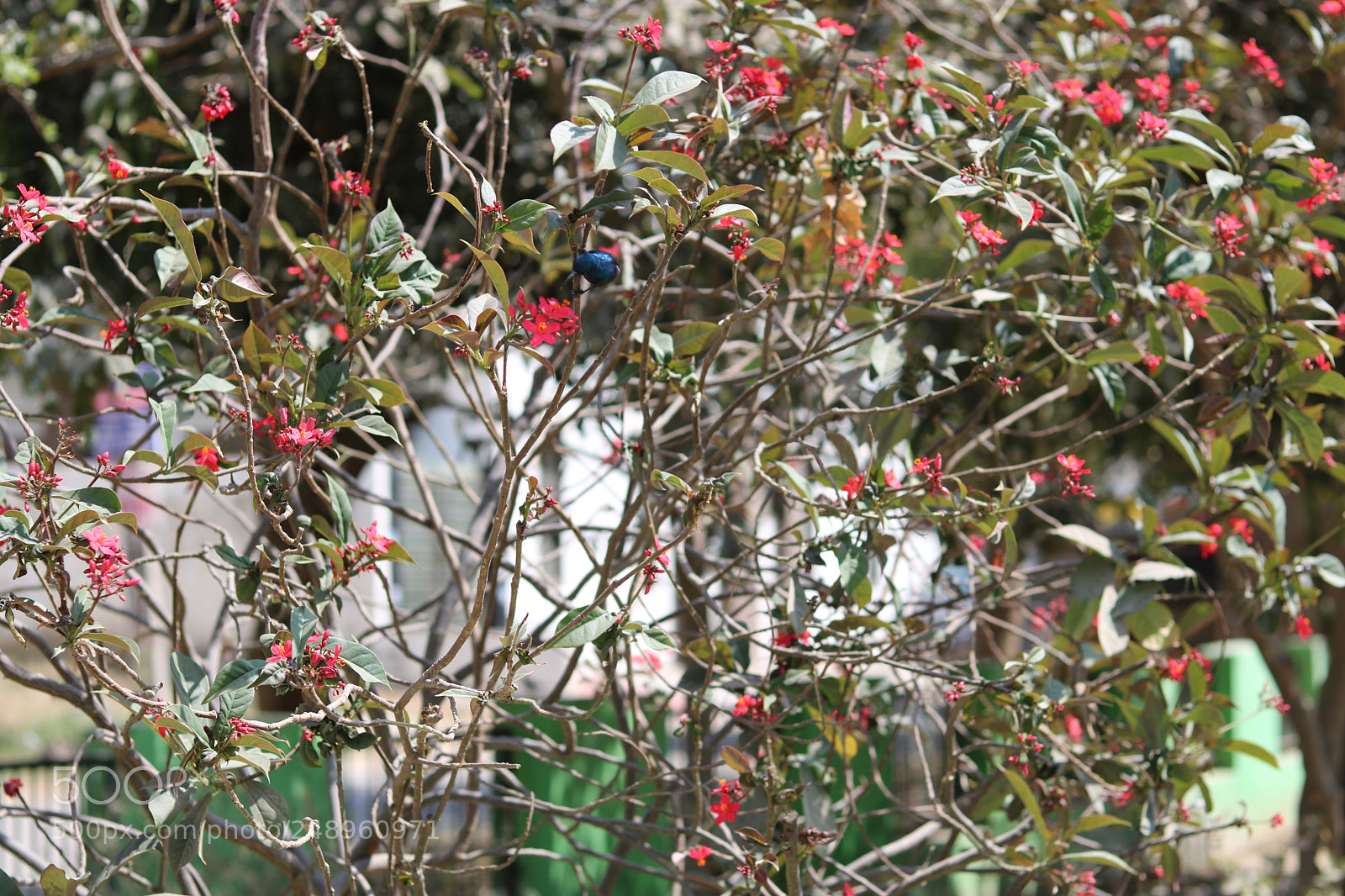 Canon EOS 750D (EOS Rebel T6i / EOS Kiss X8i) + Canon EF 50mm F1.8 STM sample photo. [] photography