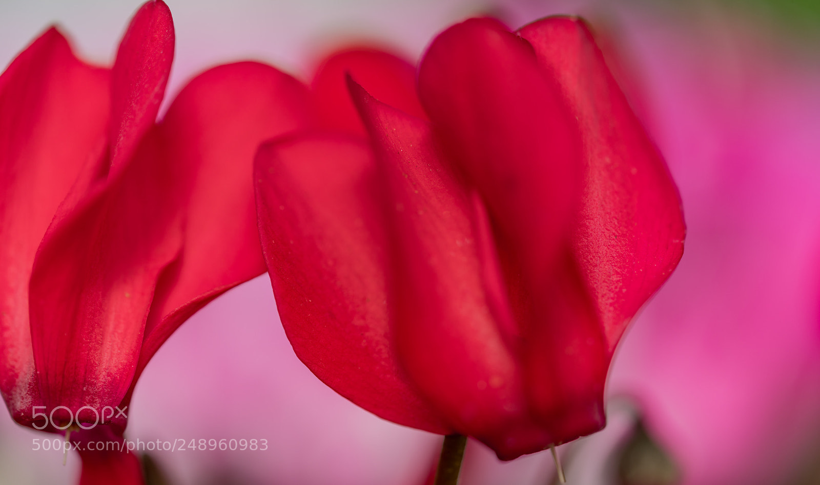 Sony a7R II sample photo. Persian cyclamen photography
