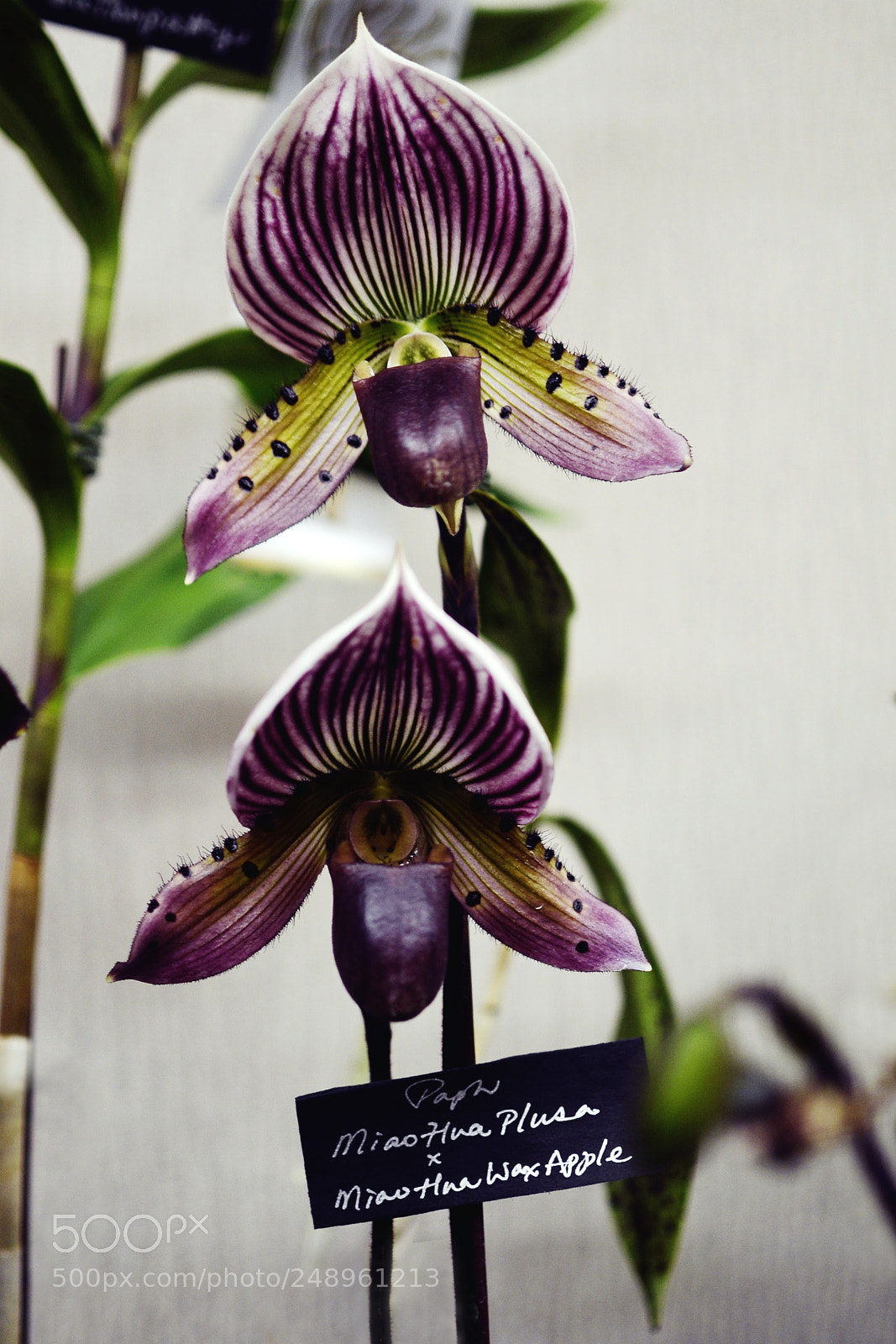 Nikon D7000 sample photo. Orchids photography