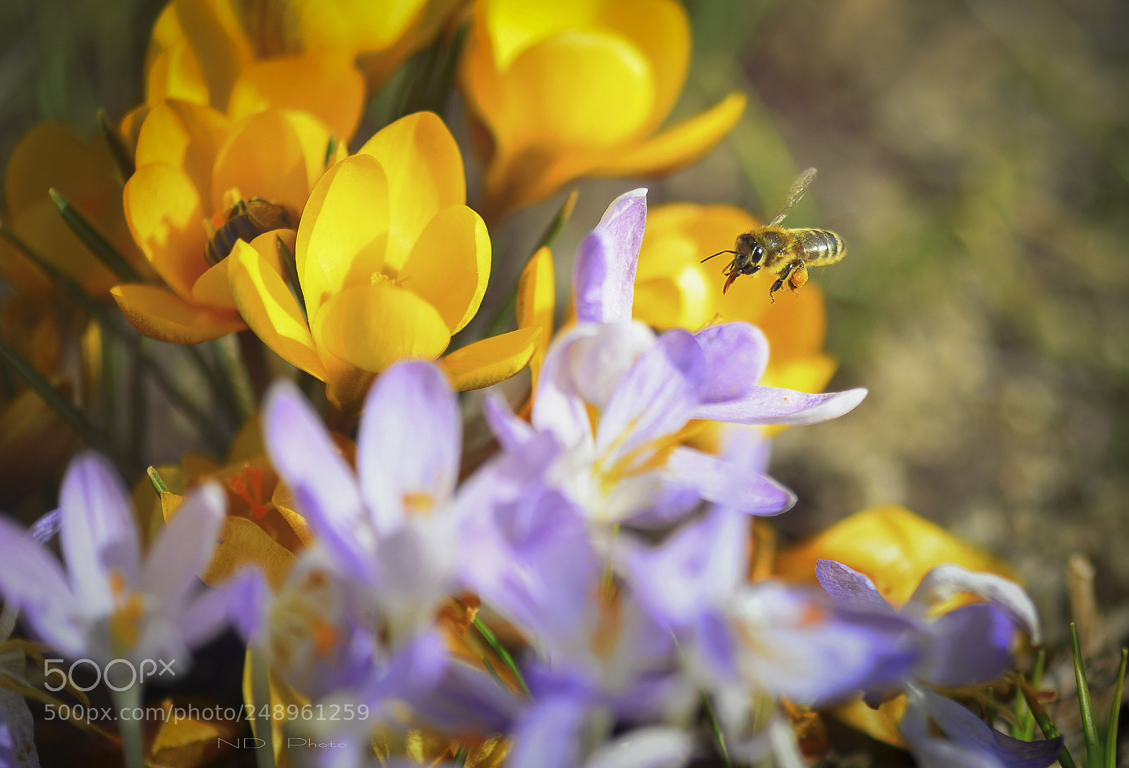 Nikon D610 sample photo. T nh em m photography