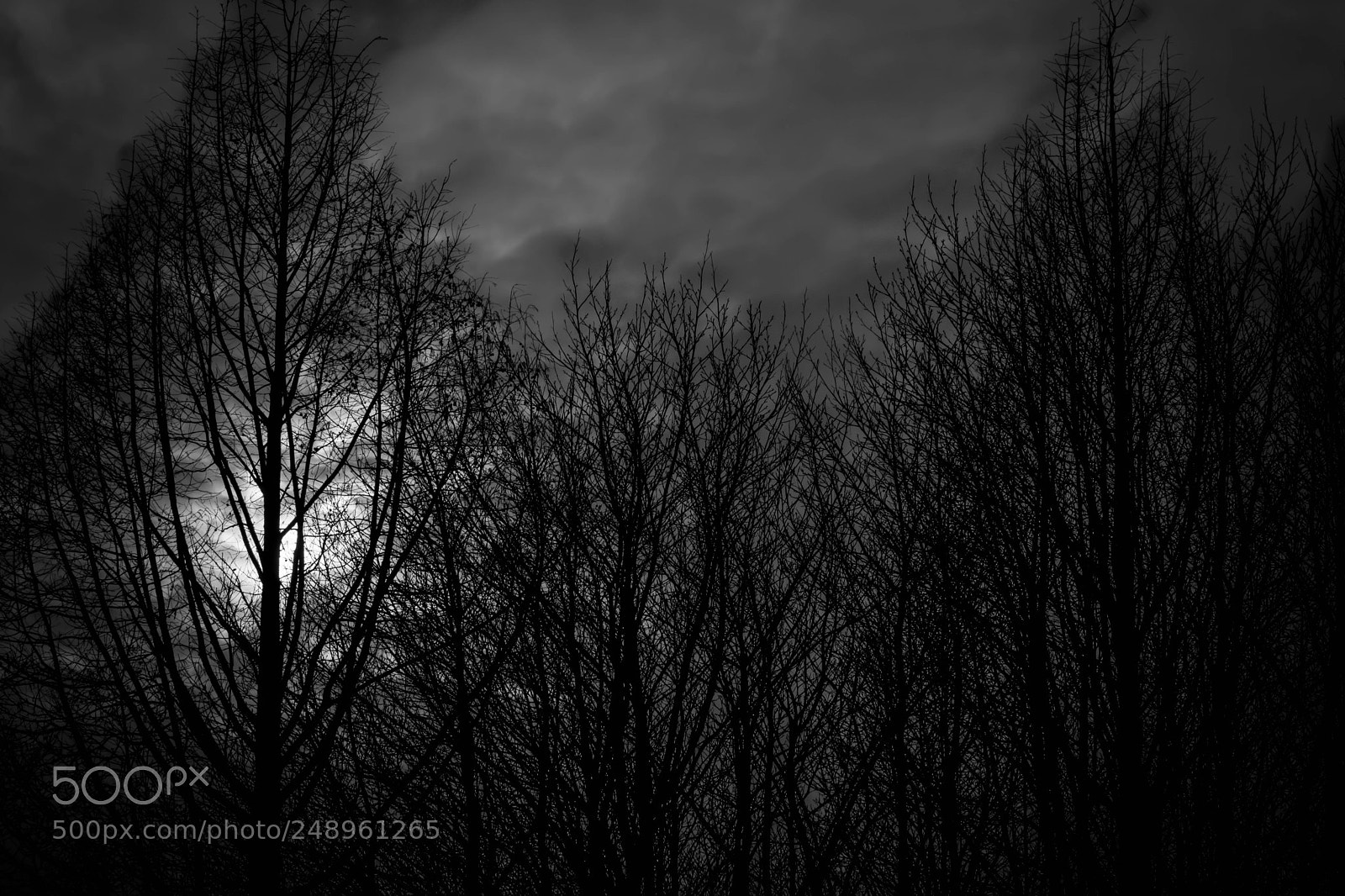 Nikon D3300 sample photo. Forest | nightfall photography