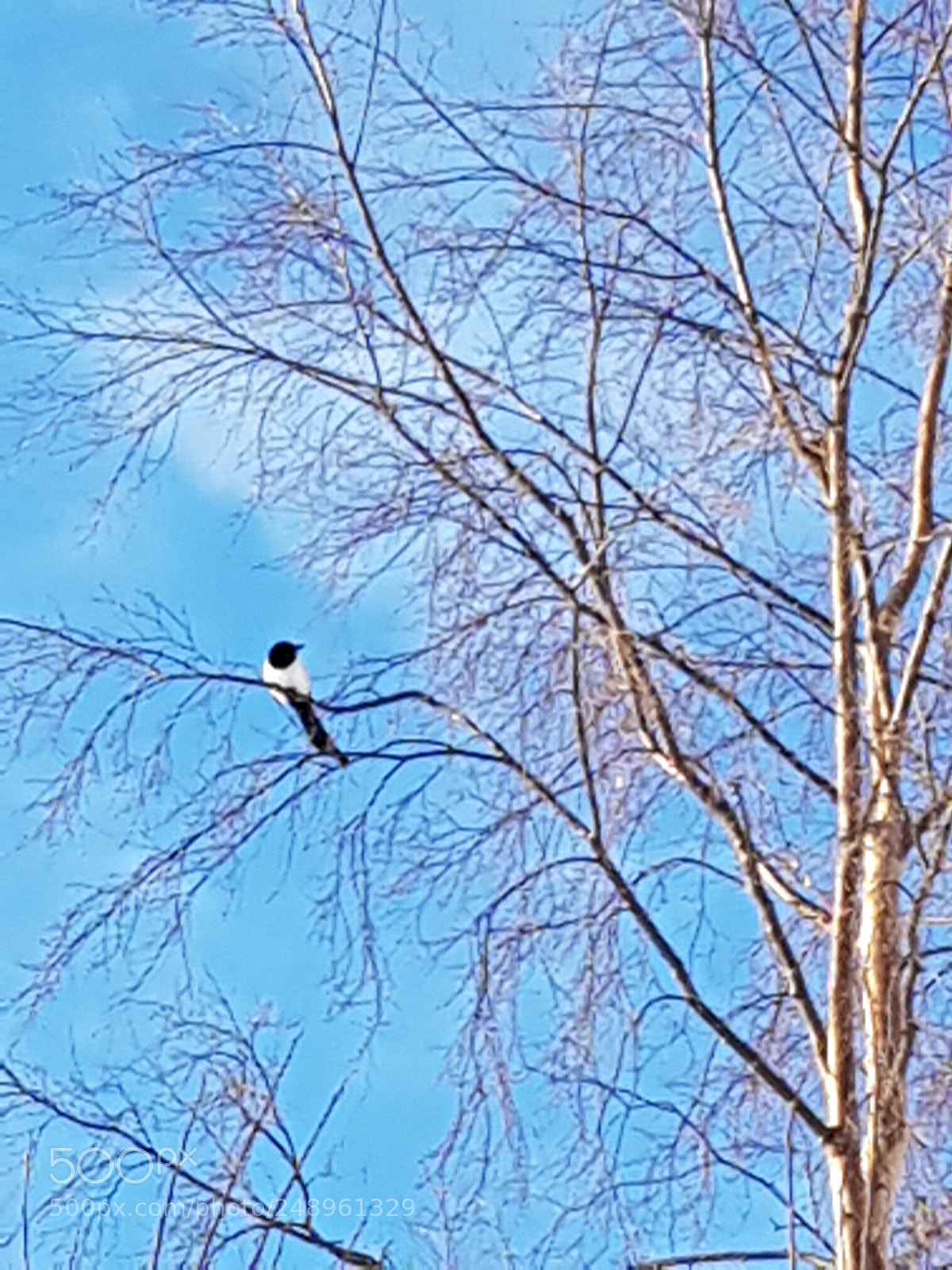 Samsung Galaxy S8 sample photo. Magpie photography