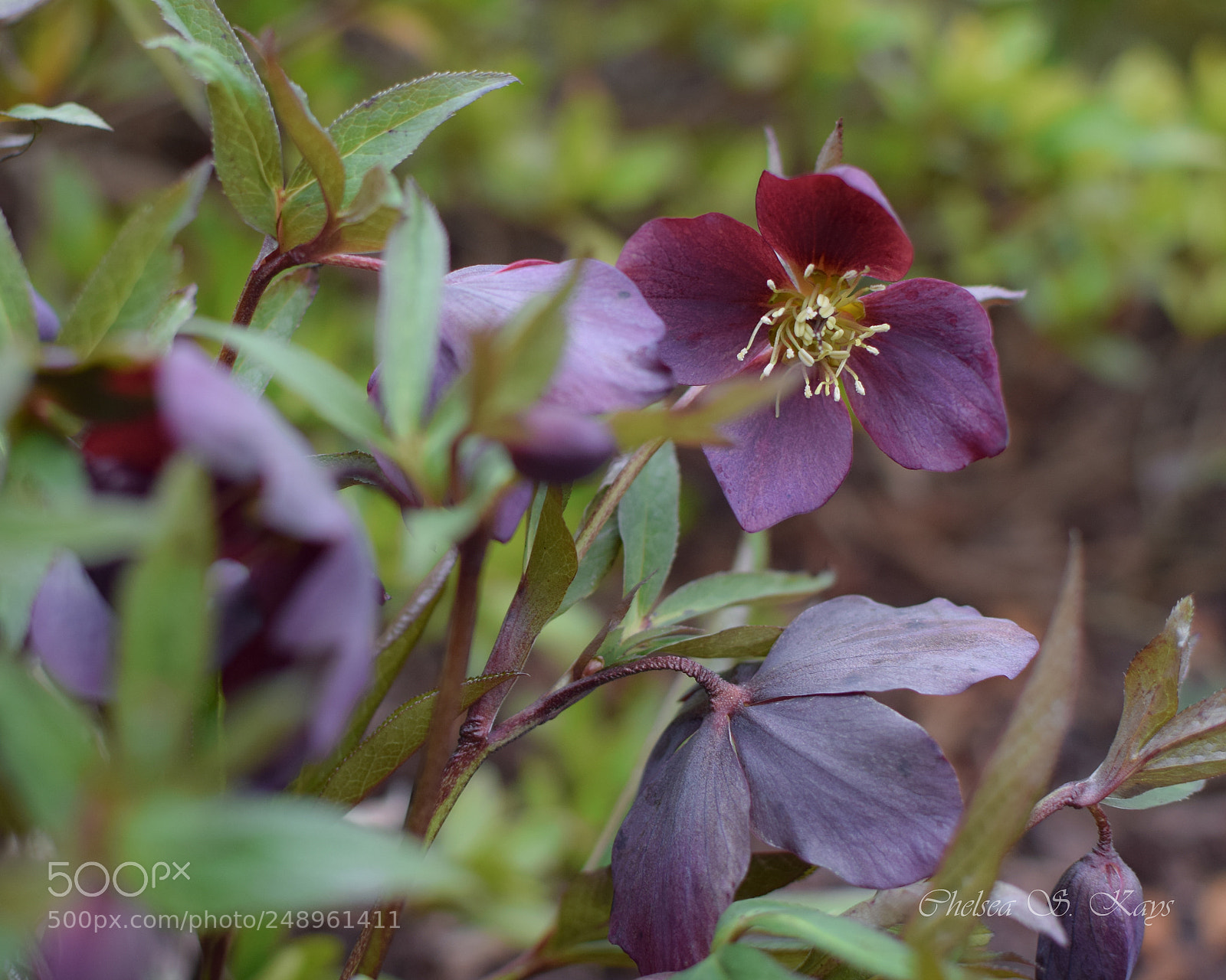 Nikon D3300 sample photo. In like a lamb photography