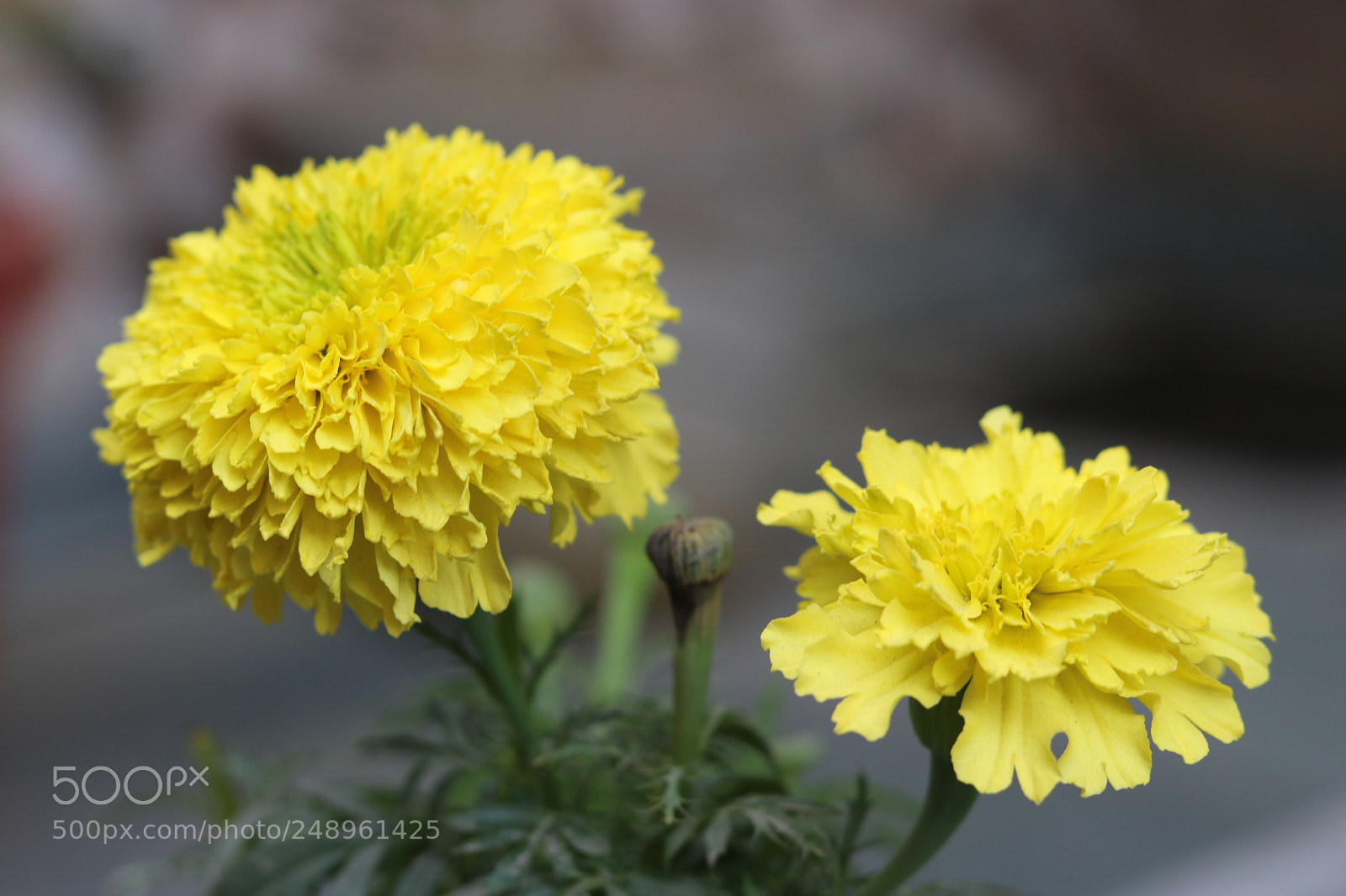 Canon EOS 750D (EOS Rebel T6i / EOS Kiss X8i) + Canon EF 50mm F1.8 STM sample photo. [] photography