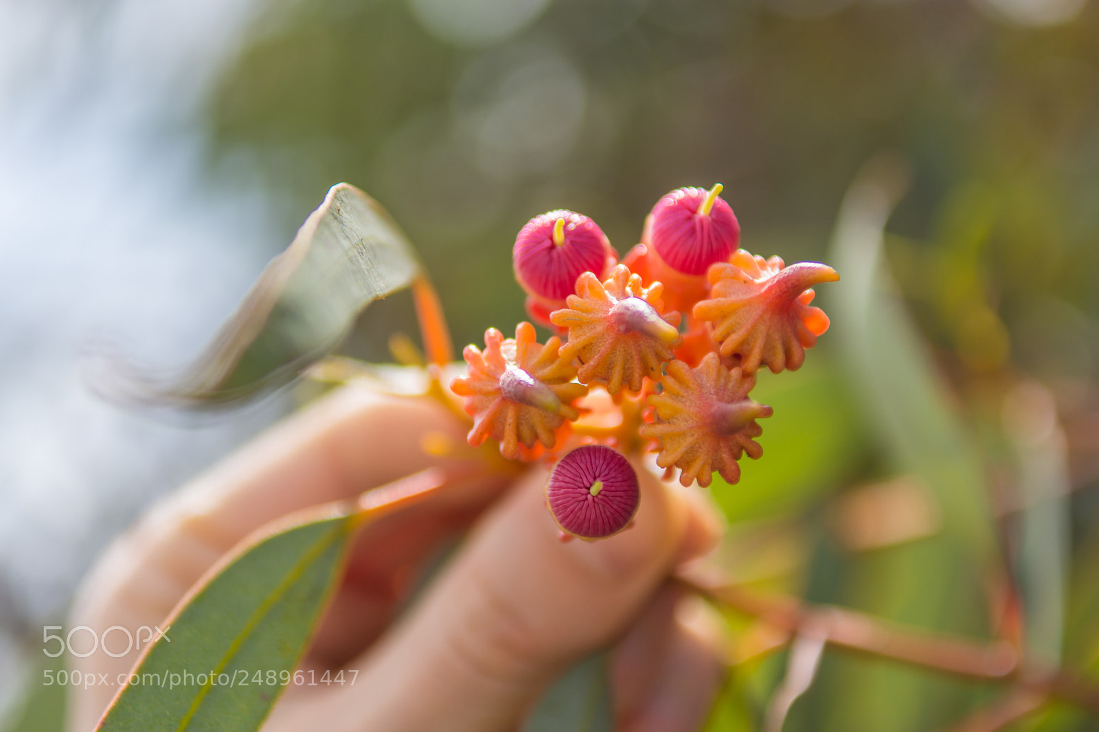 Nikon D7200 sample photo. Eucalyptus cupcake photography