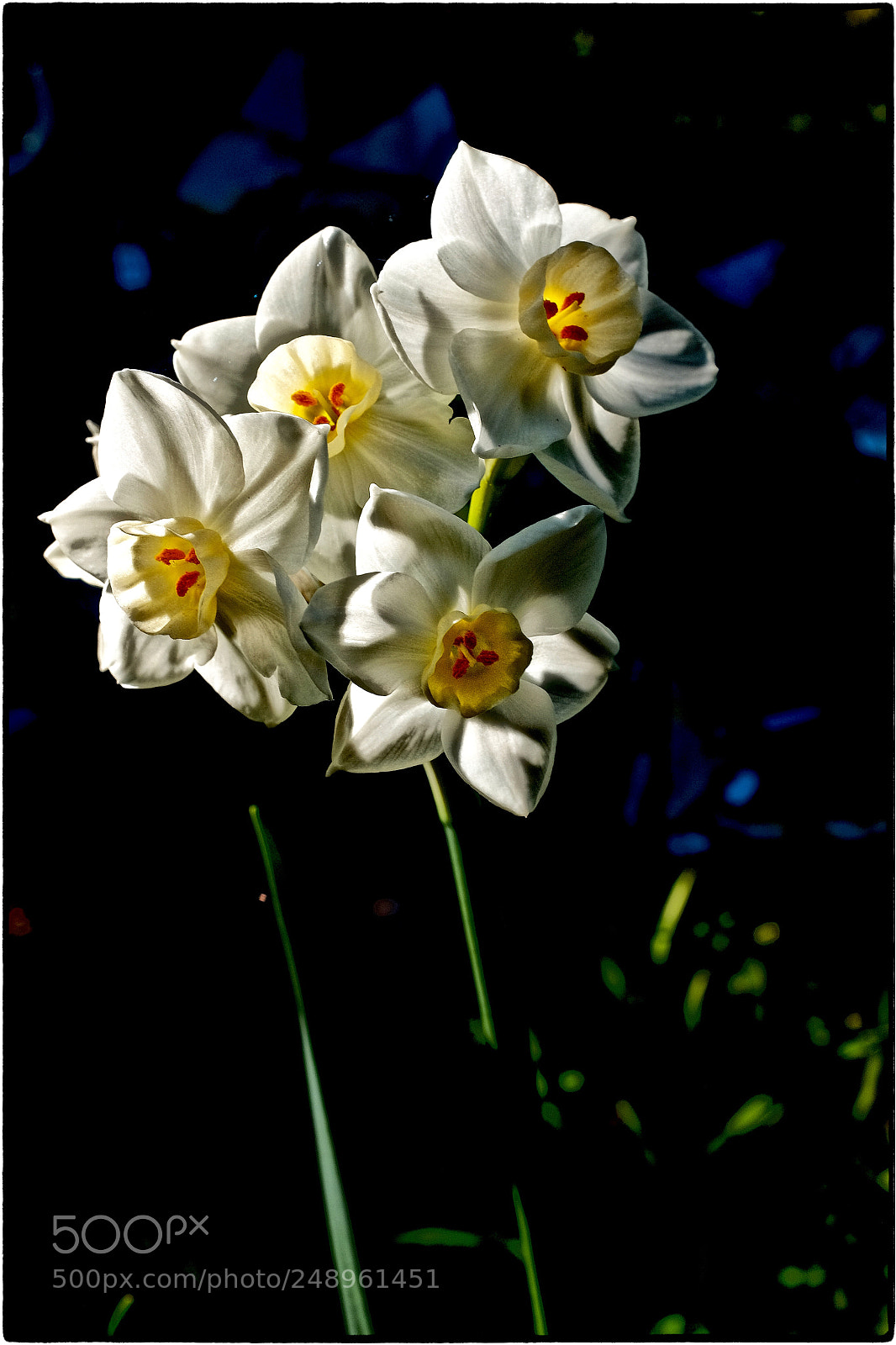 Fujifilm X100T sample photo. Narcissus photography