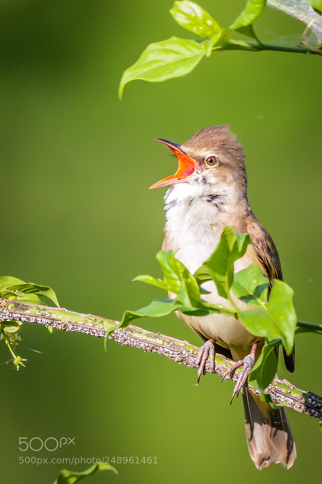 Nikon D7100 sample photo. Bird singing photography