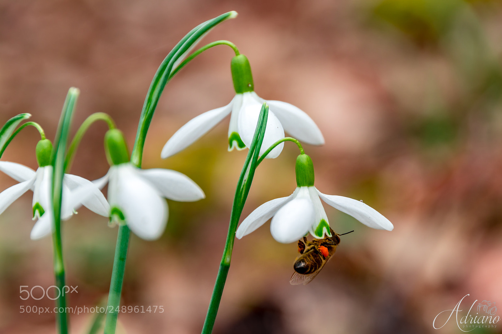 Canon EOS 80D sample photo. Img_3511-3.jpg photography