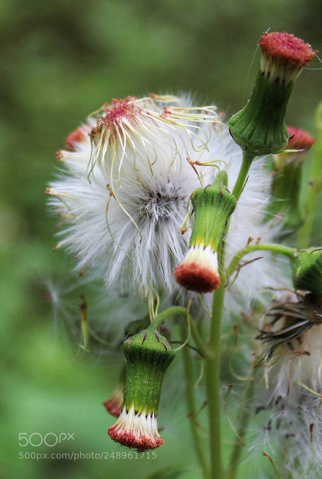 Canon EOS 700D (EOS Rebel T5i / EOS Kiss X7i) sample photo. Macro #2 photography