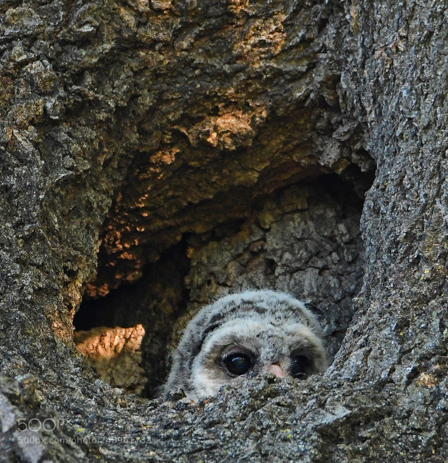 Nikon D500 sample photo. Peeking out - baby photography
