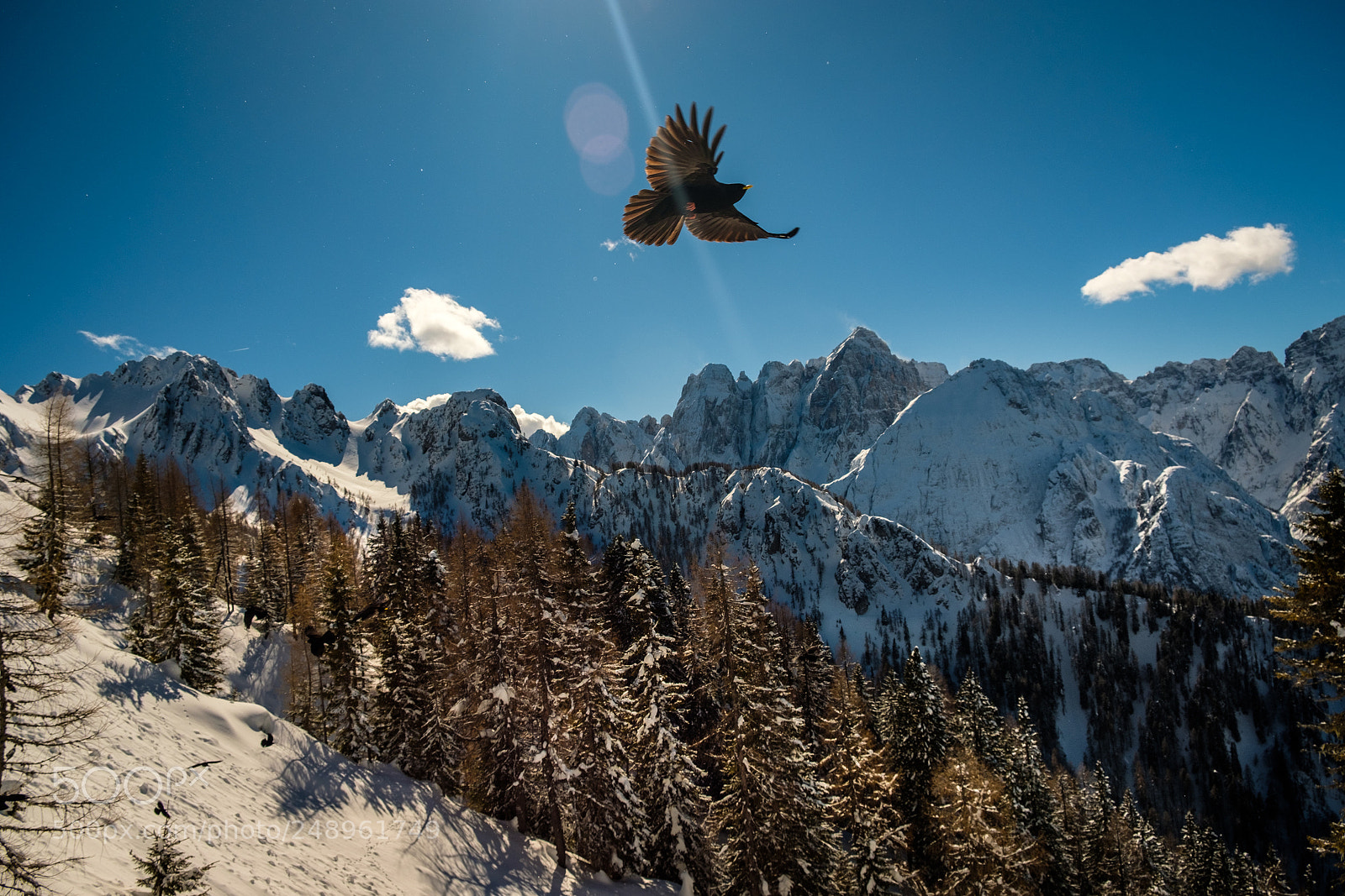 Fujifilm X-T2 sample photo. Free as a bird photography