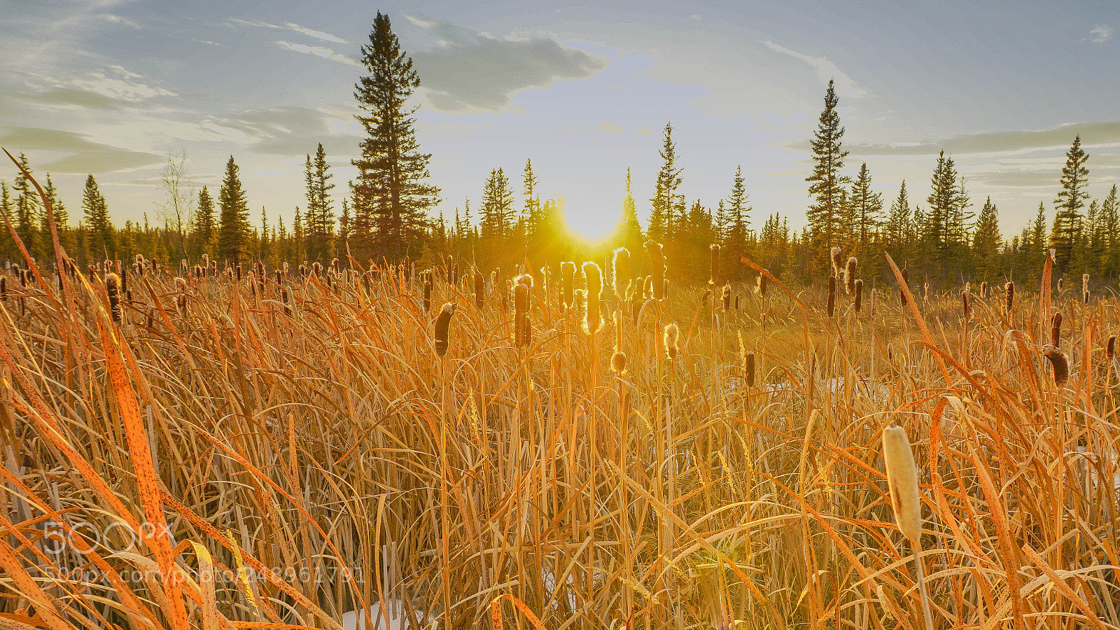Sony a6000 sample photo. Bullrushes photography