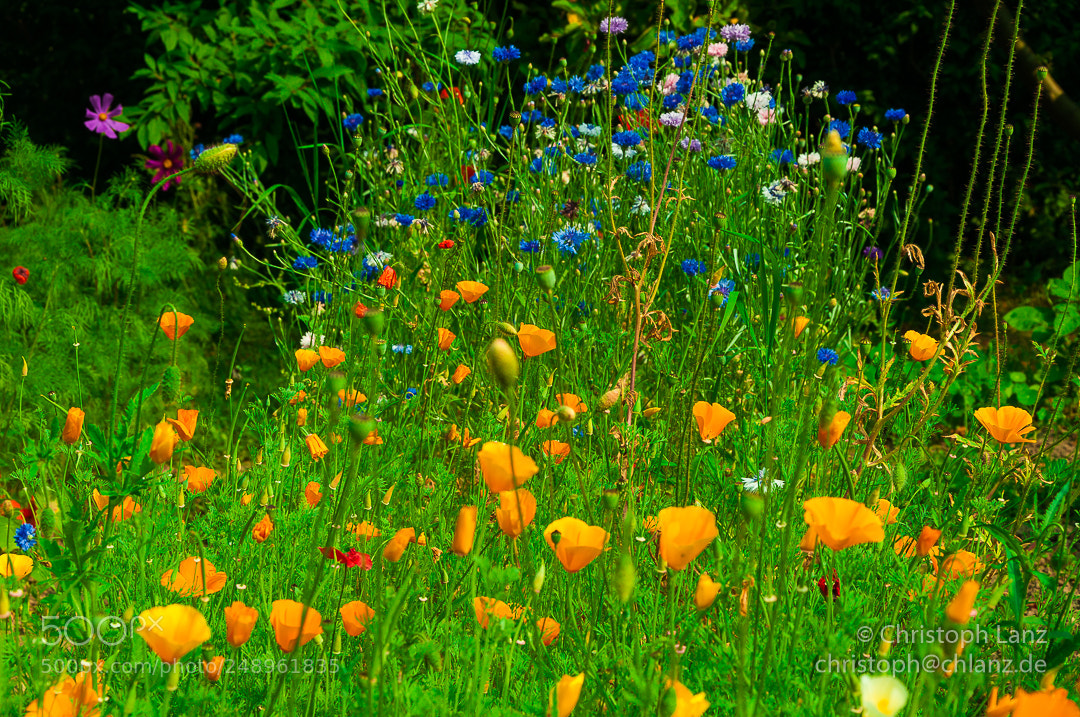 Nikon D90 sample photo. Memory photography