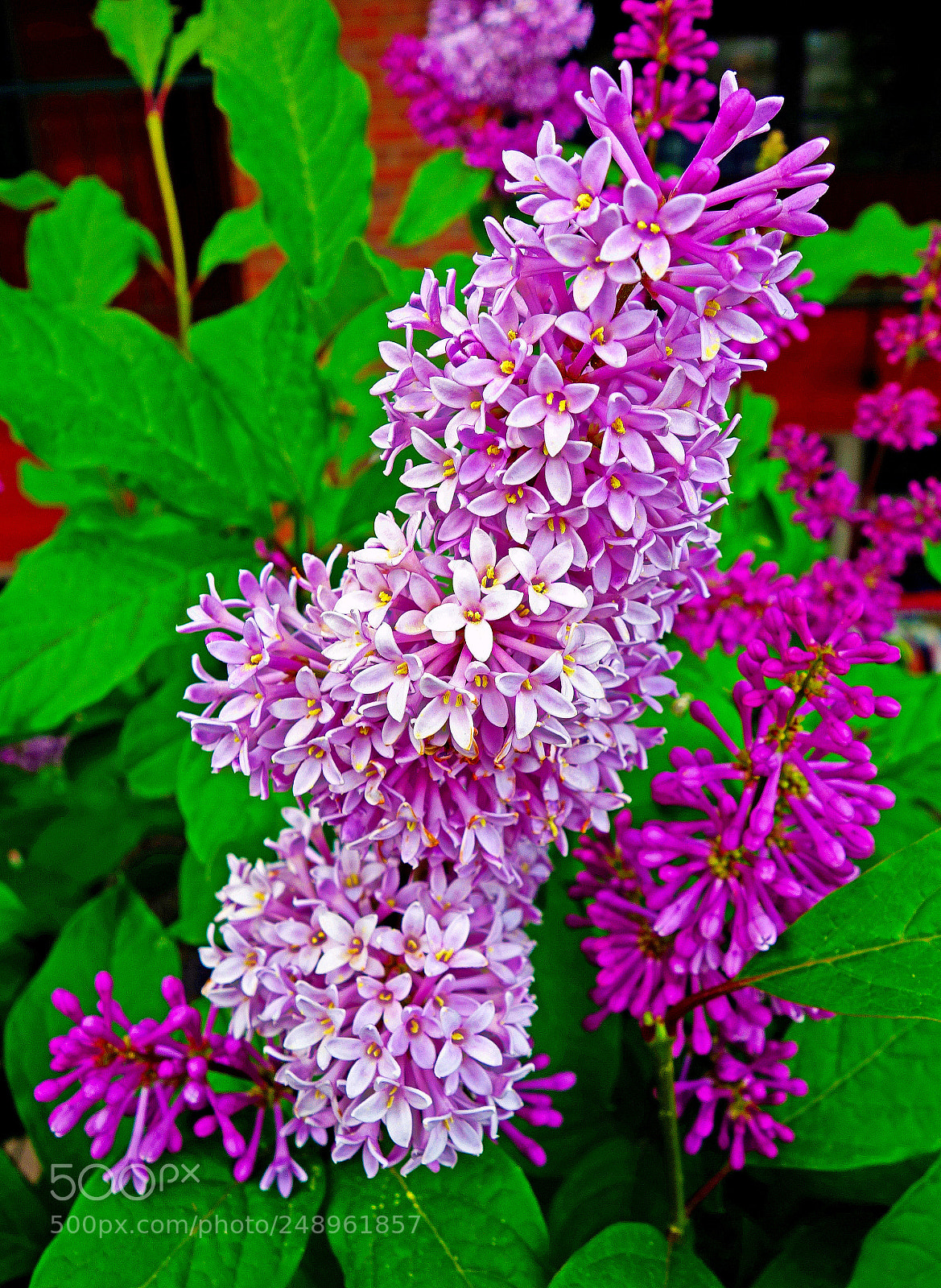 Sony Cyber-shot DSC-RX100 sample photo. Winter lilacs photography
