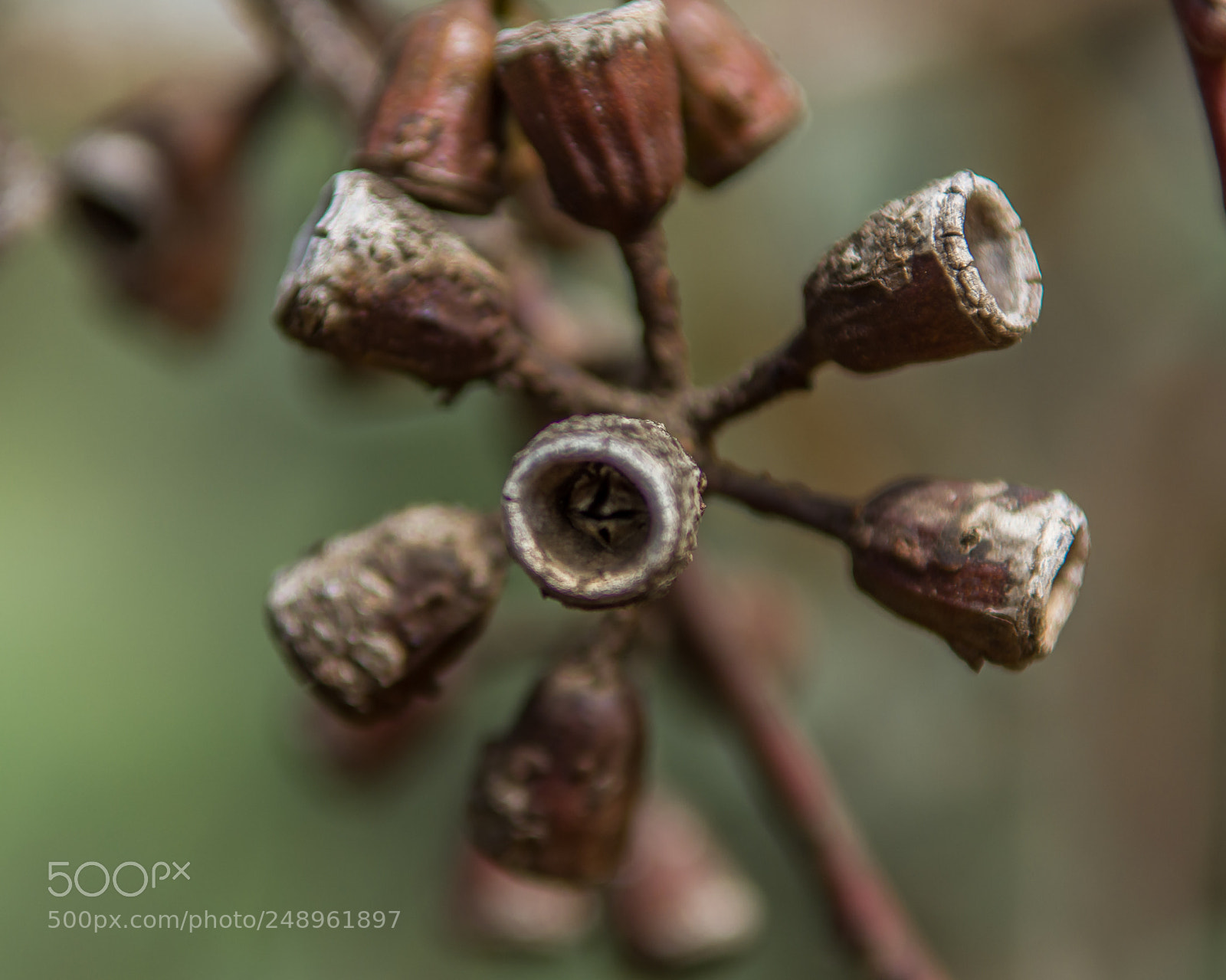 Nikon D7200 sample photo. Eucalyptus mandala photography