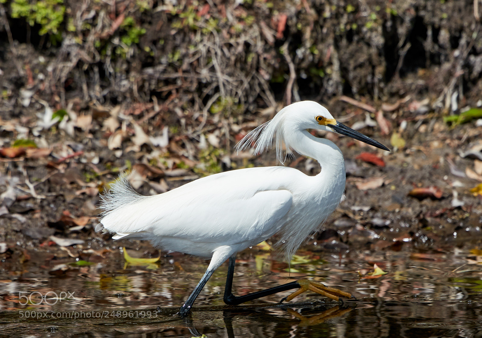 Canon EOS-1D X Mark II sample photo. 03-11-18-0007184.jpg photography