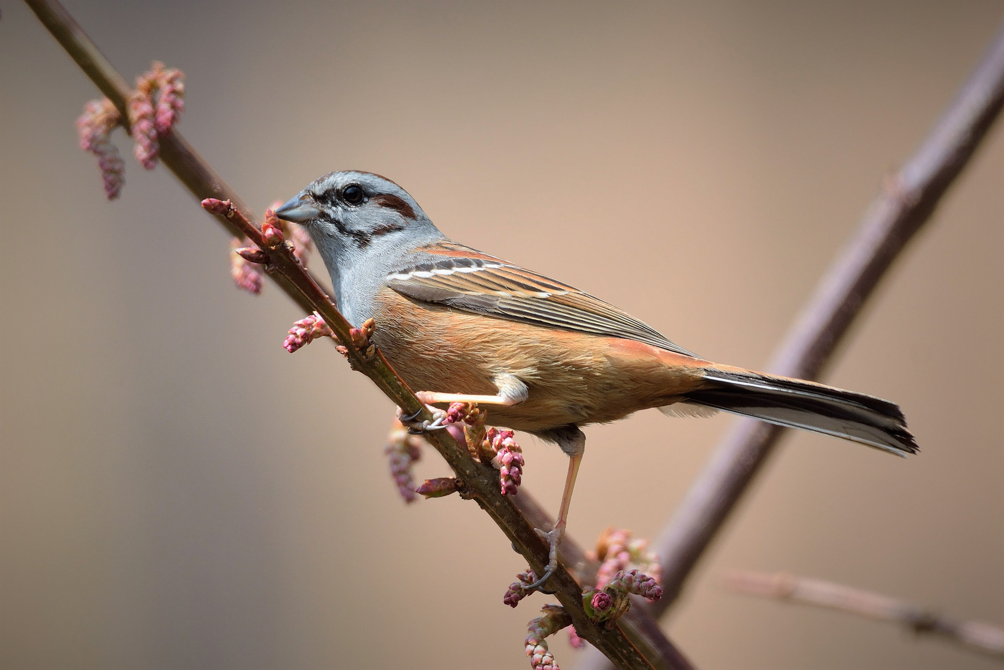 Nikon D7100 + Nikon AF-S Nikkor 200-500mm F5.6E ED VR sample photo. Godlewski bunting photography