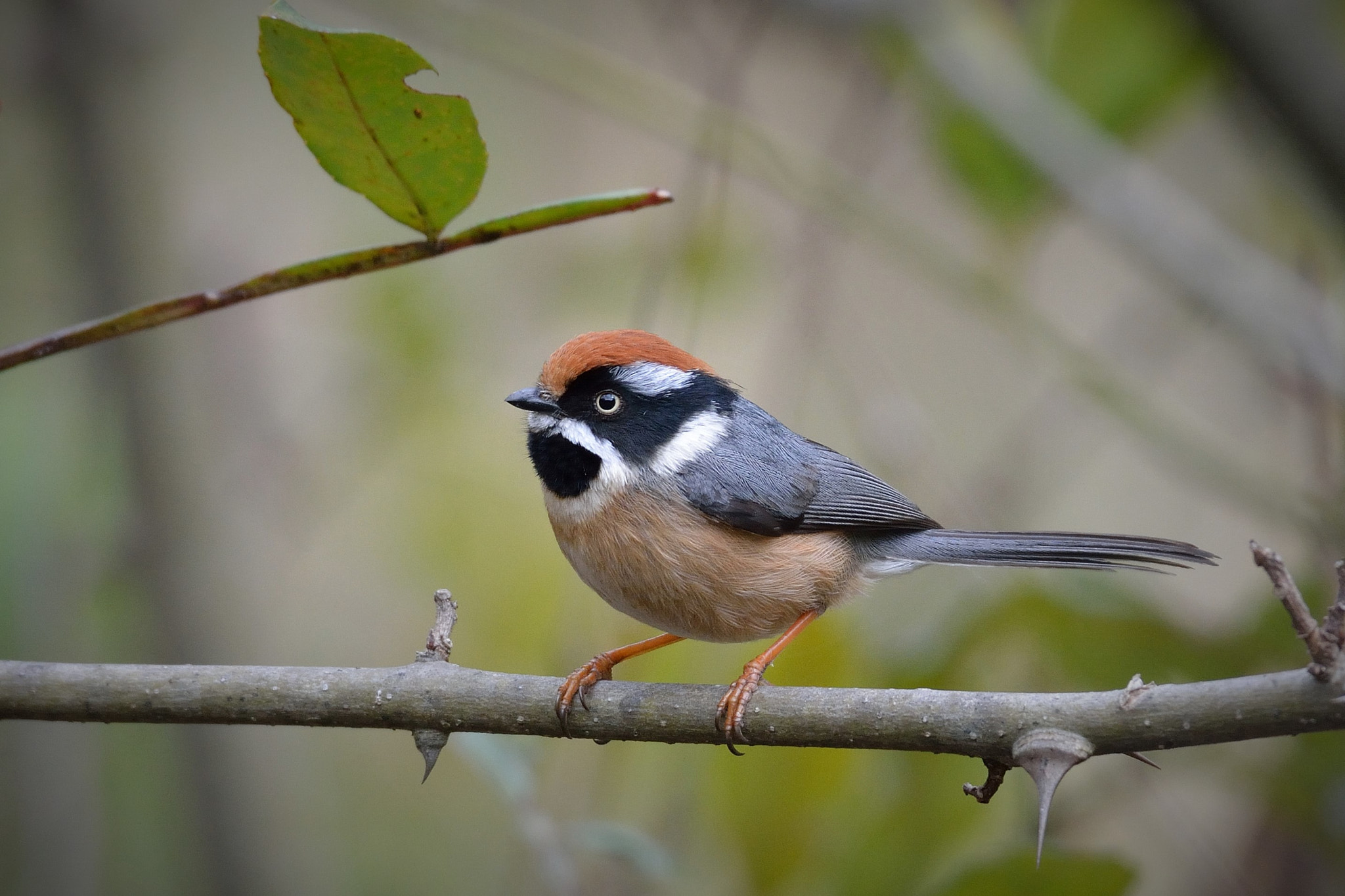 Nikon D7100 + Nikon AF-S Nikkor 200-500mm F5.6E ED VR sample photo. Black-throated bushtit photography