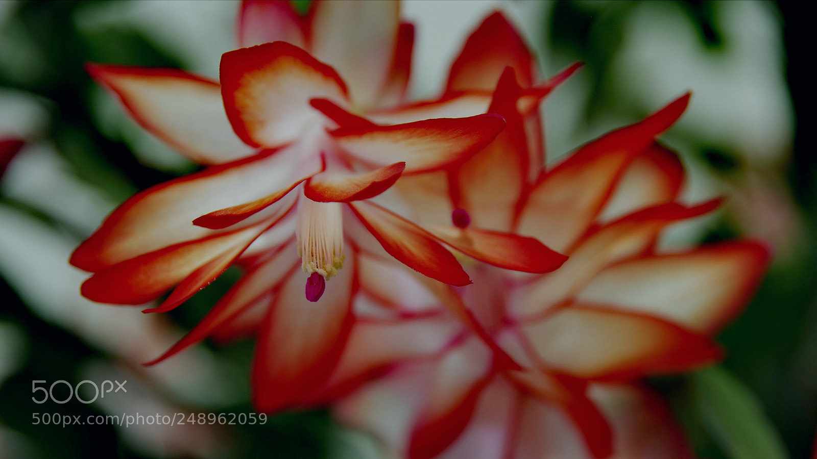 Pentax K-70 sample photo. Schlumbergera 2 photography