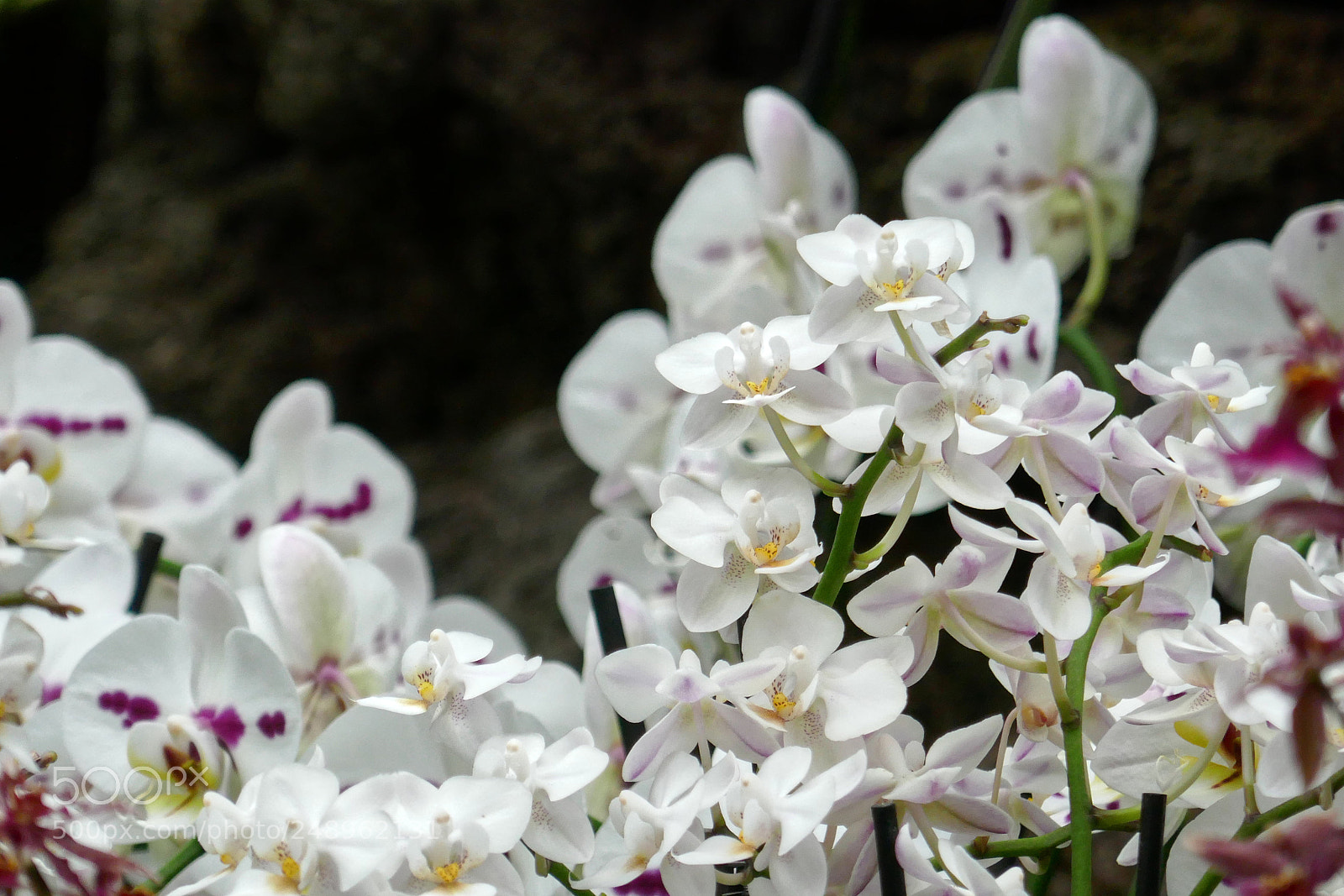 Panasonic DMC-TZ101 sample photo. Orchids 3 photography