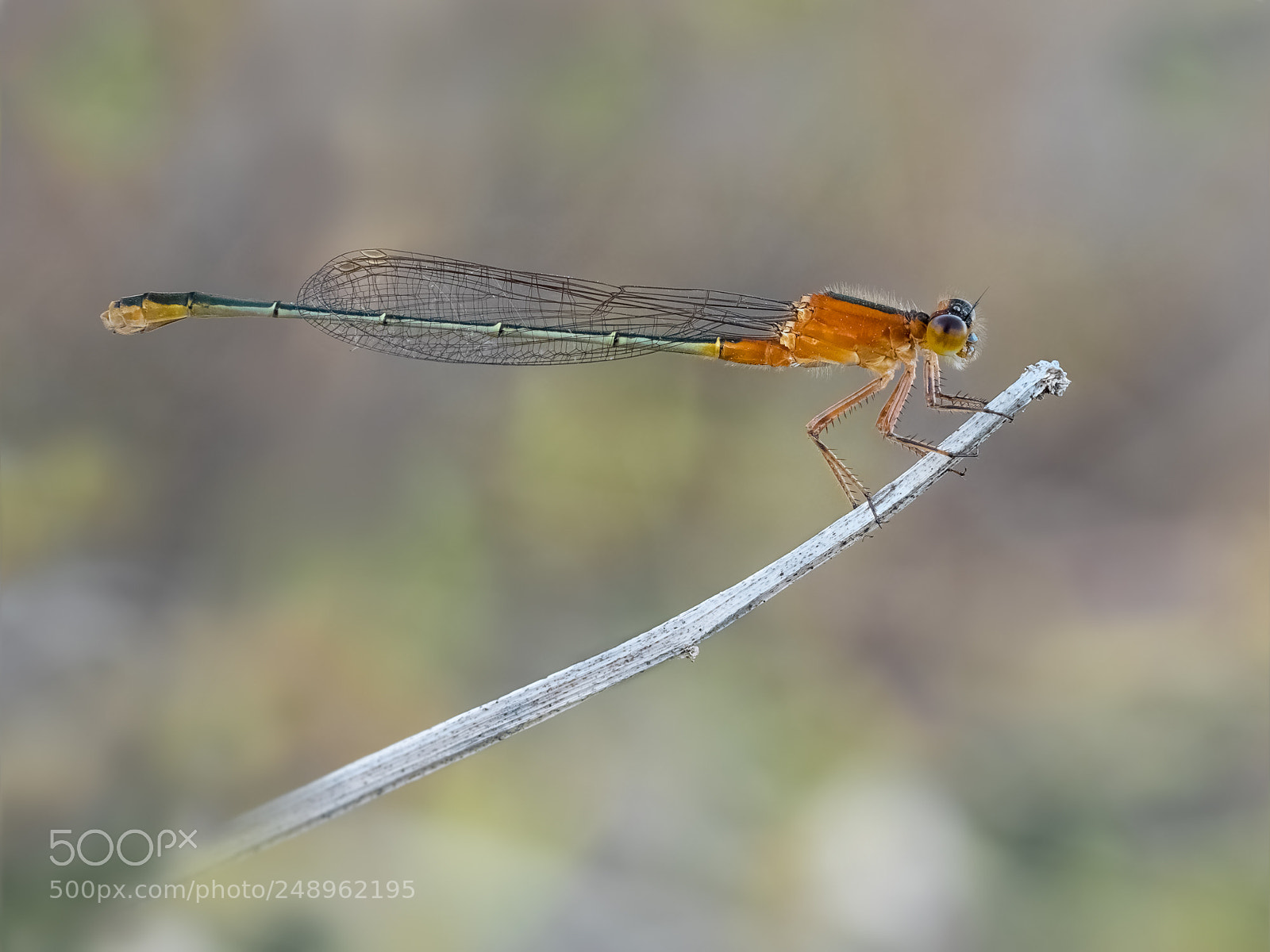 Olympus OM-D E-M1 sample photo. Ischnura ramburii. (female) photography