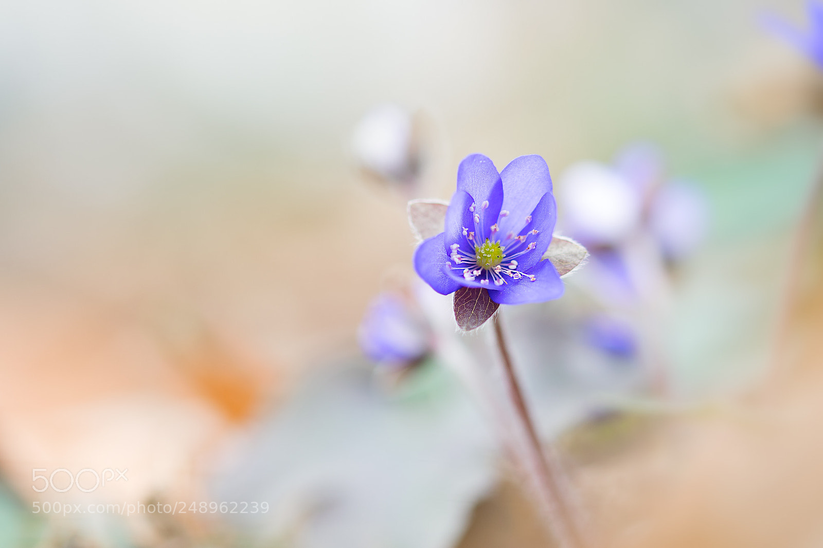 Nikon D5300 sample photo. Leberblümchen photography