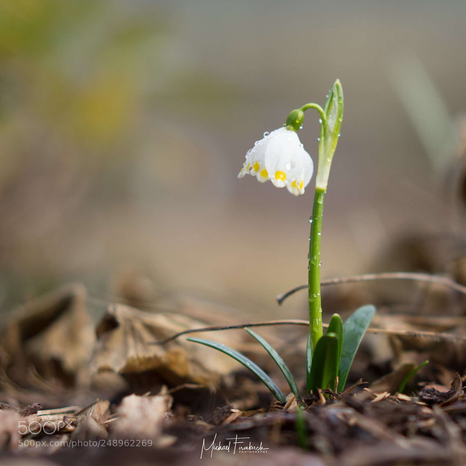 Sony a7 II sample photo. The first sign of photography