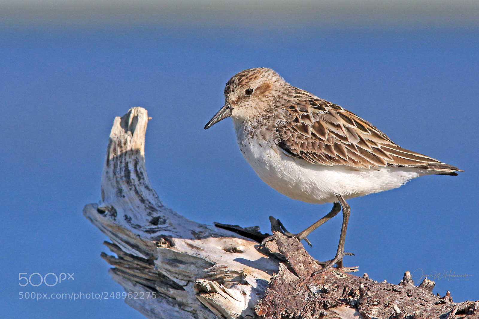 Canon EOS 650D (EOS Rebel T4i / EOS Kiss X6i) sample photo. Semipalmated sandpiper photography