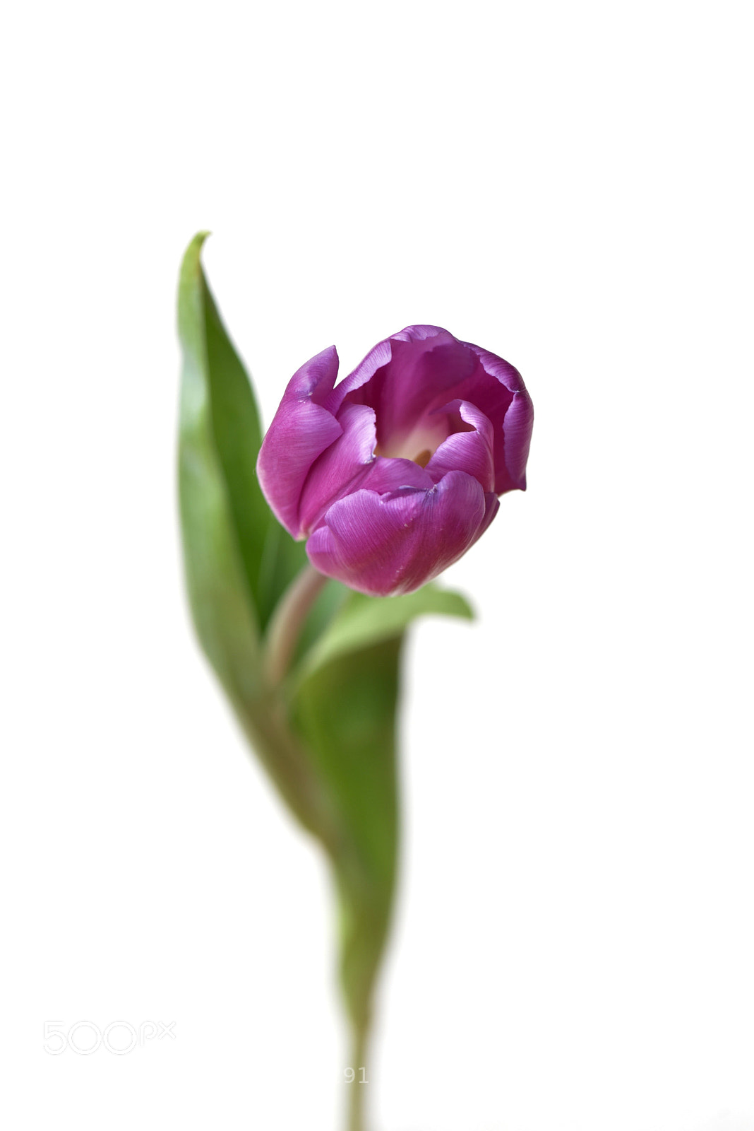 Nikon D810 sample photo. Untitled photography
