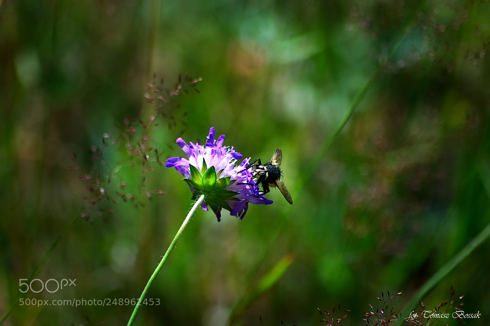 Sony Alpha DSLR-A450 sample photo. Flower photography