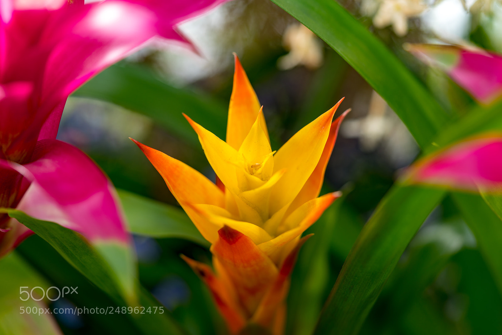 Sony a7R II sample photo. Flaming torch photography