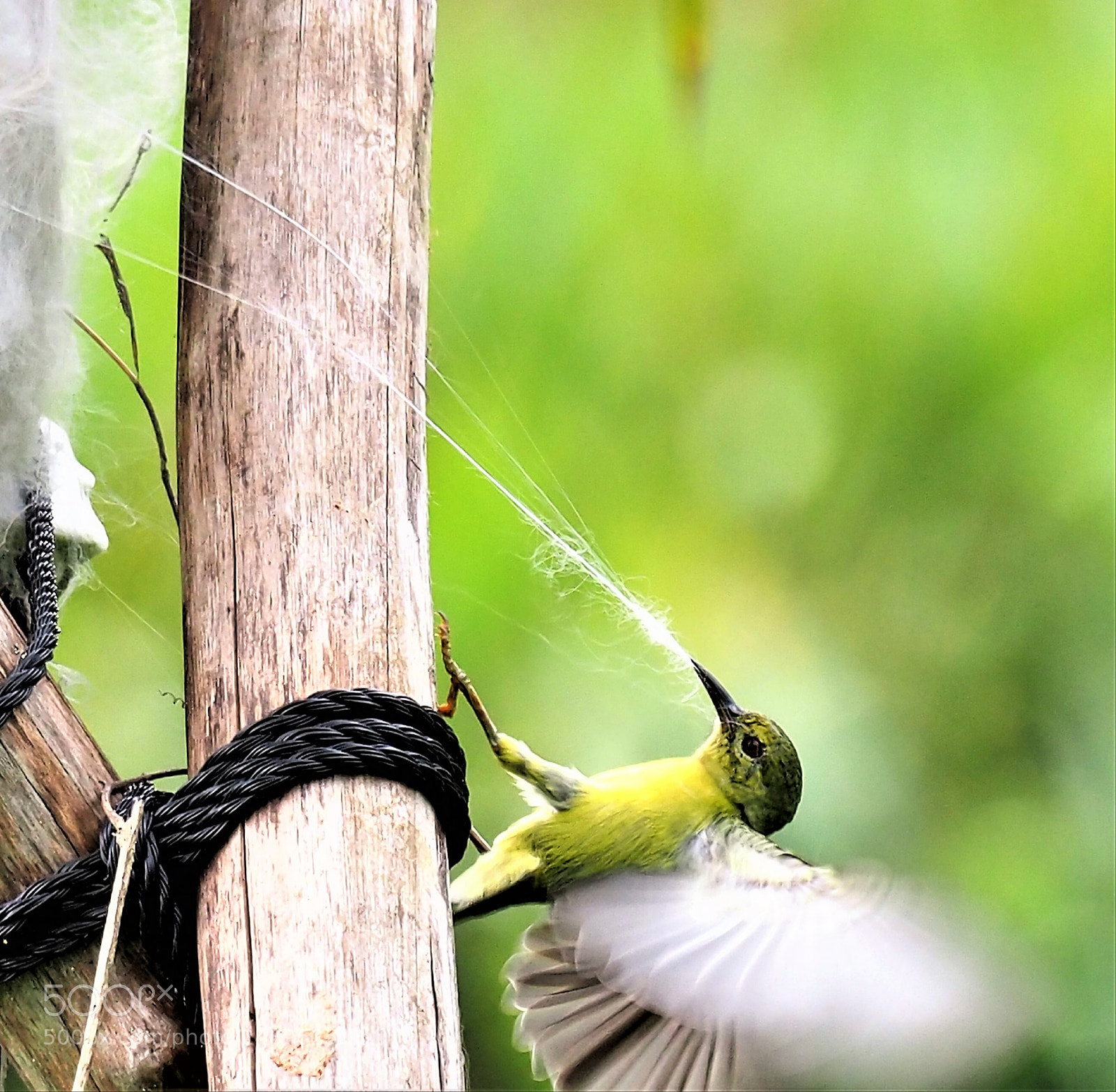 Olympus OM-D E-M1 Mark II sample photo. Nest building time photography