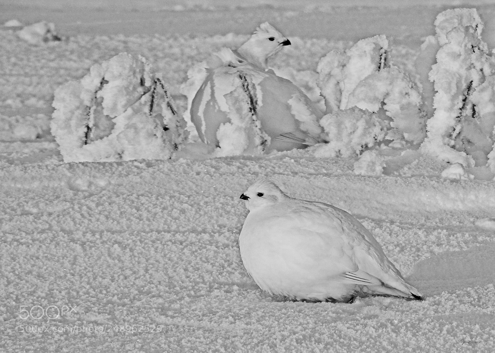 Nikon Coolpix P900 sample photo. Winter ptarmigan bw photography
