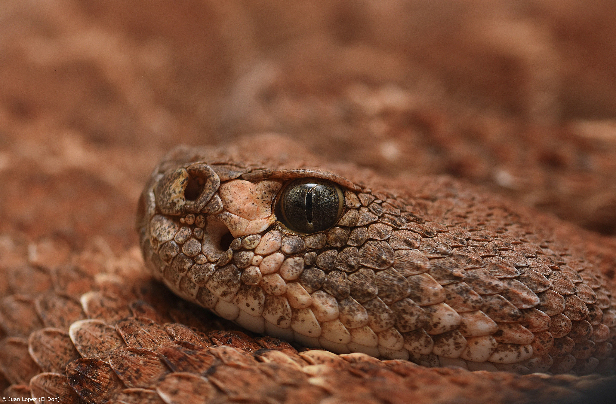 Nikon D7200 + Sigma 105mm F2.8 EX DG OS HSM sample photo. Snake...mesmeric...!! photography