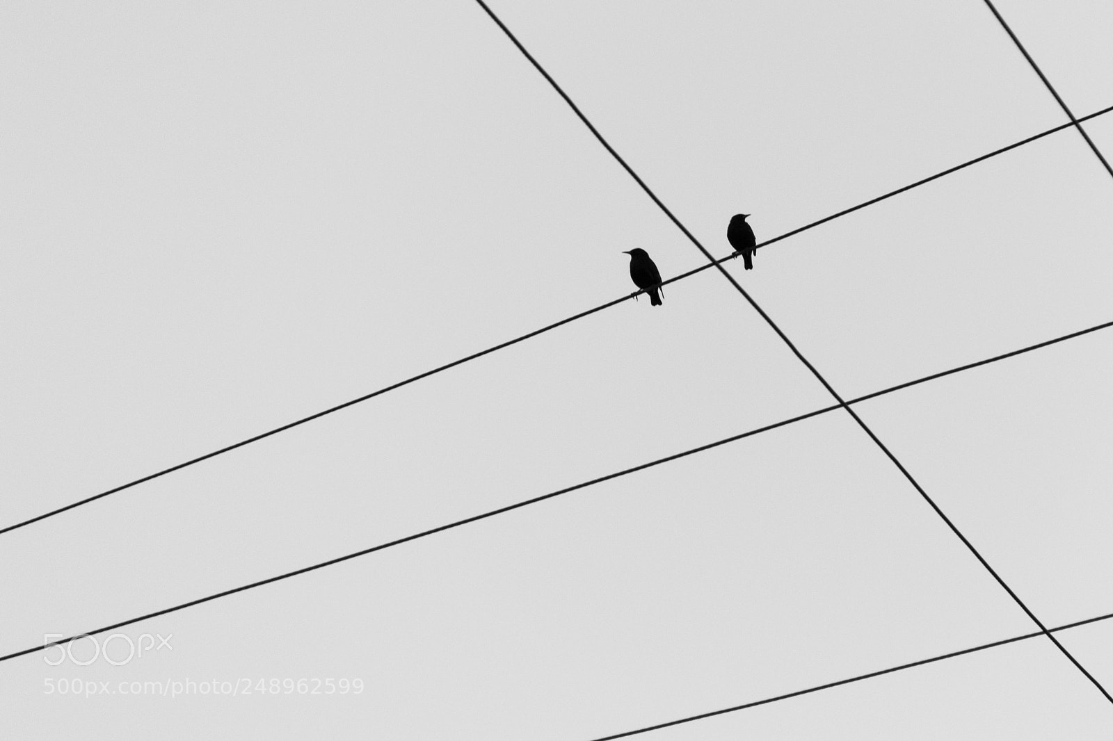 Nikon D3100 sample photo. Angry birds photography