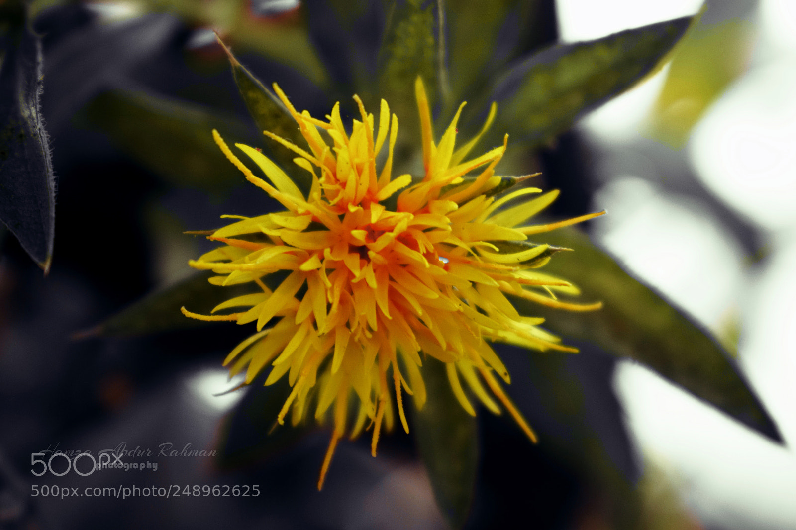 Nikon D3300 sample photo. Yellow photography