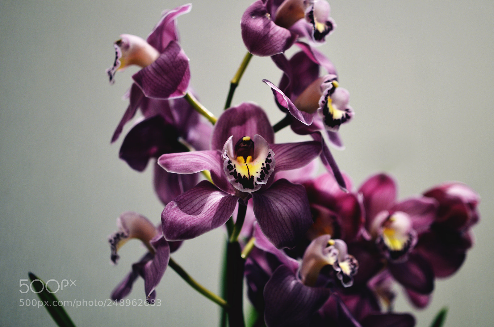Nikon D7000 sample photo. Orchids photography