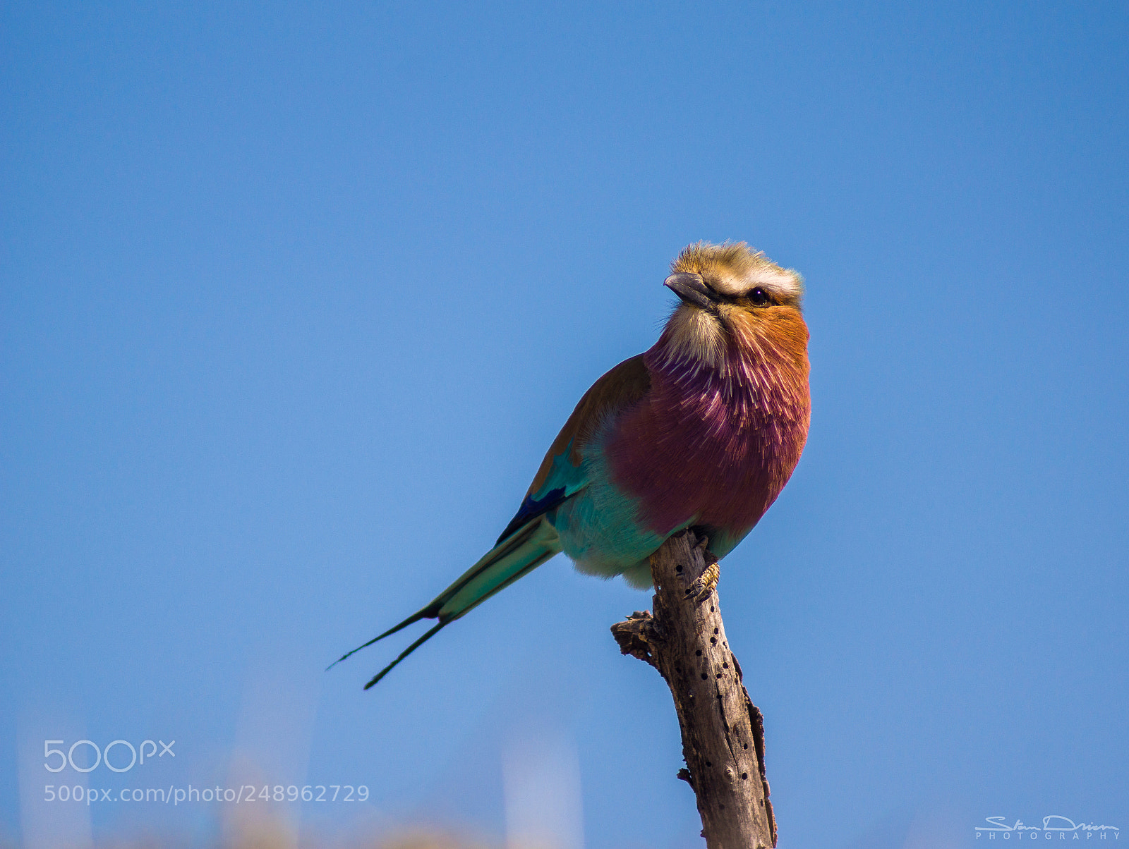 Sony SLT-A77 sample photo. Lilac breasted photography