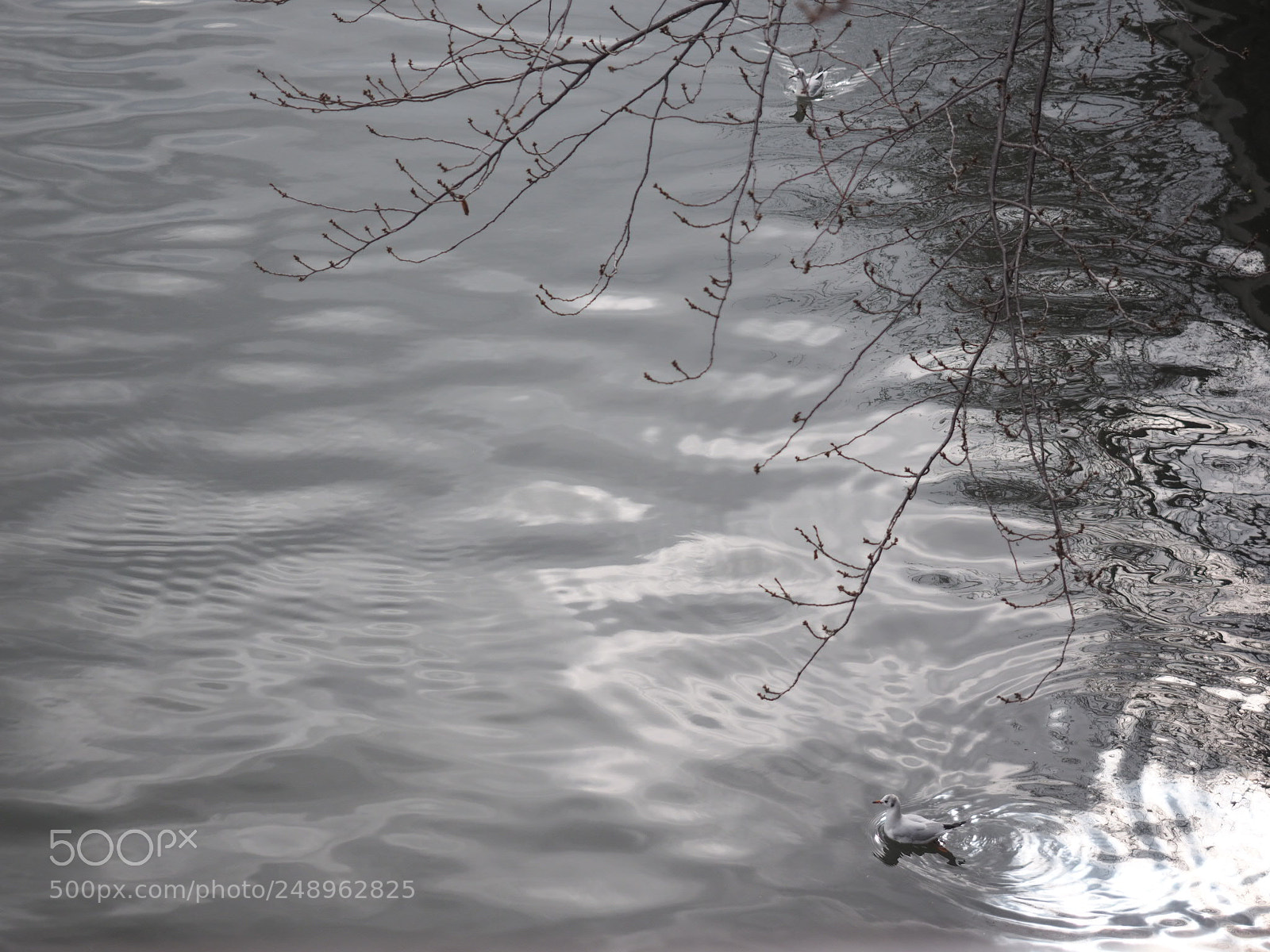 Olympus OM-D E-M1 sample photo. River  photography