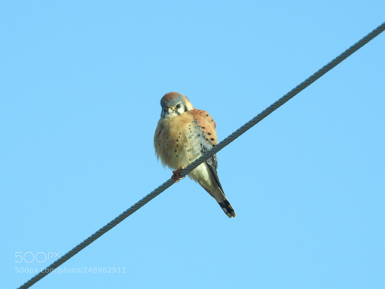 Nikon Coolpix P900 sample photo. Angry bird photography