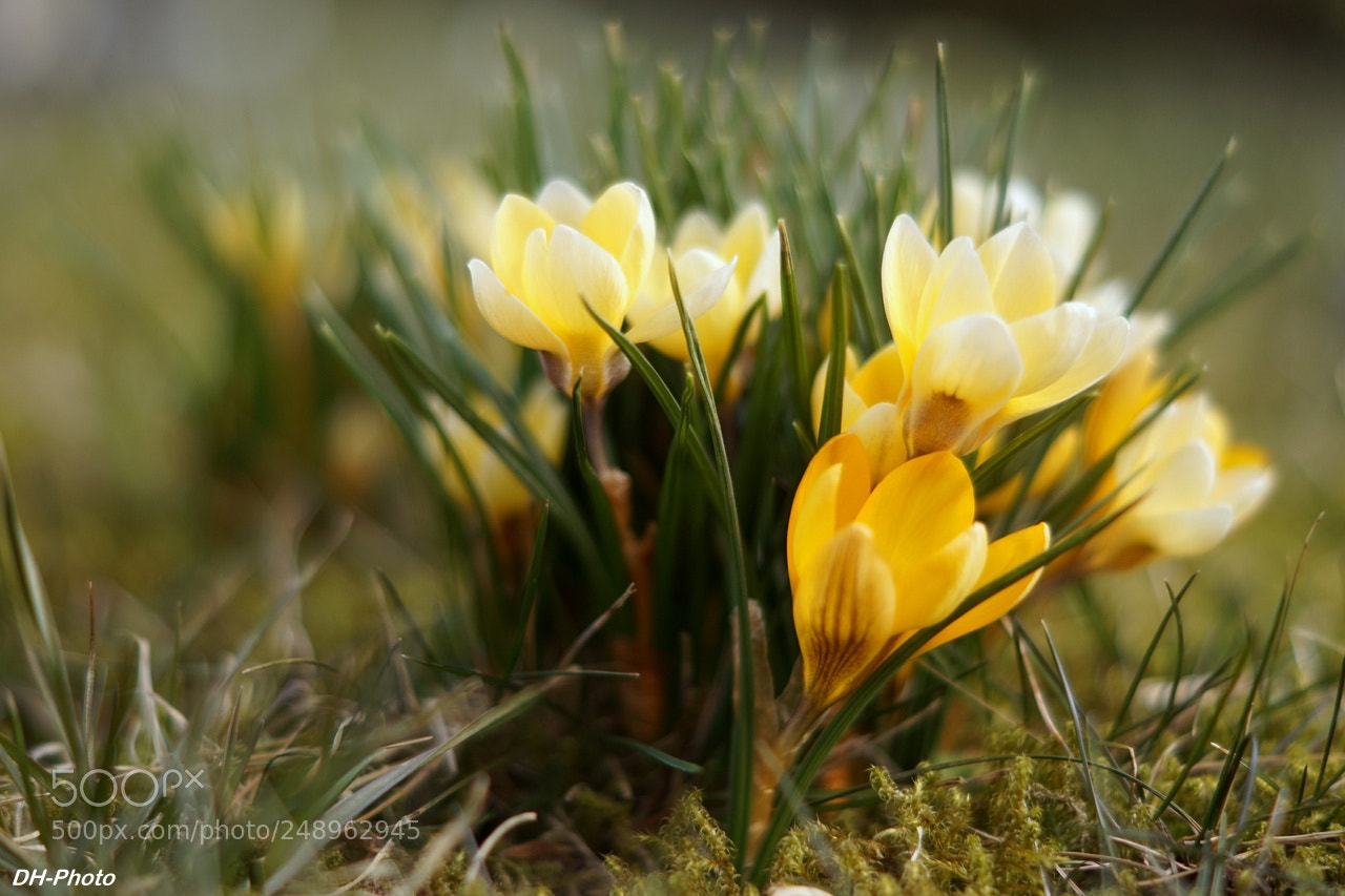 Sony ILCA-77M2 sample photo. Crocuses in sunlight photography