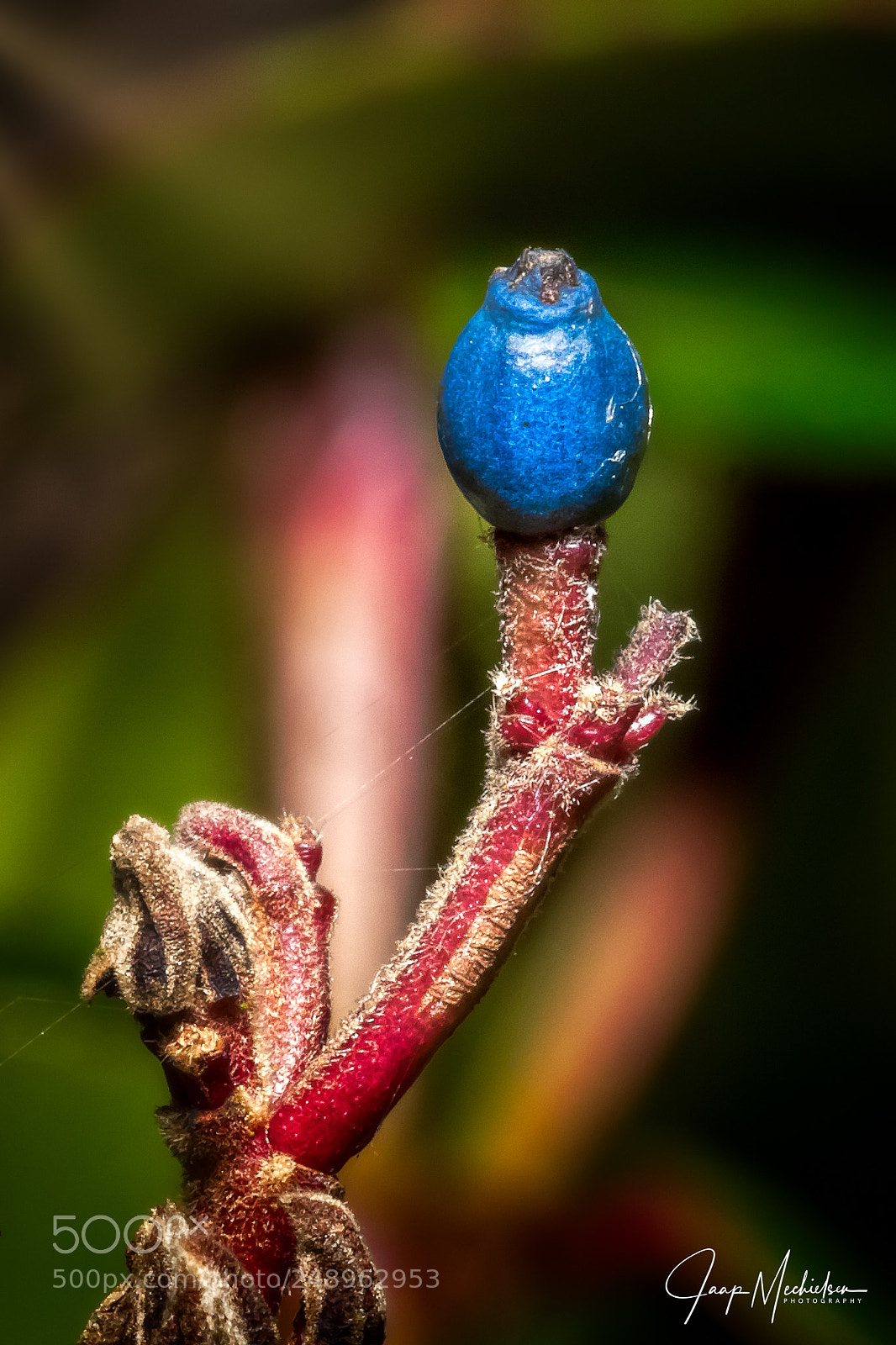 Canon EOS 7D Mark II sample photo. Macro shot photography