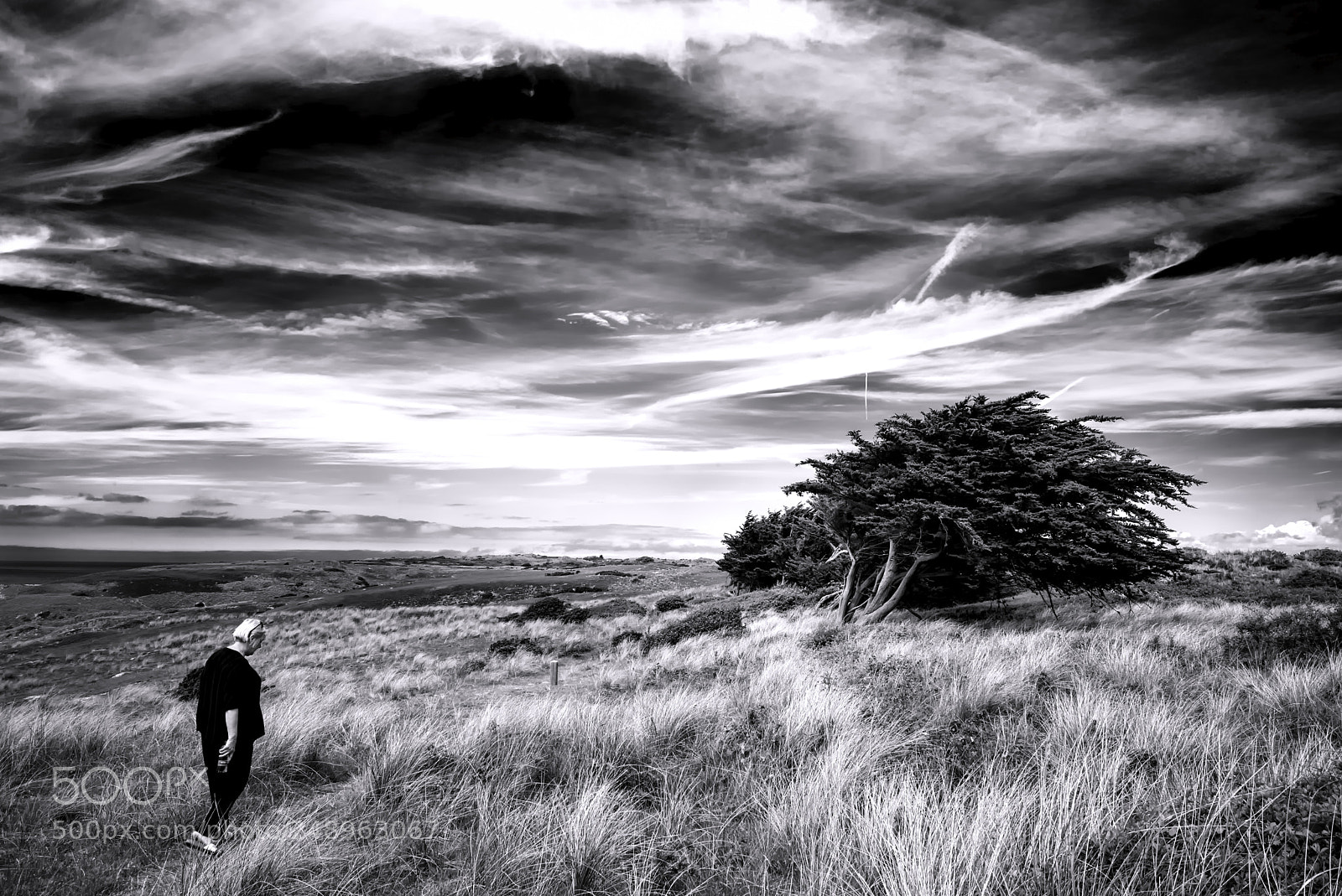 Leica M (Typ 240) sample photo. The trees will stand photography