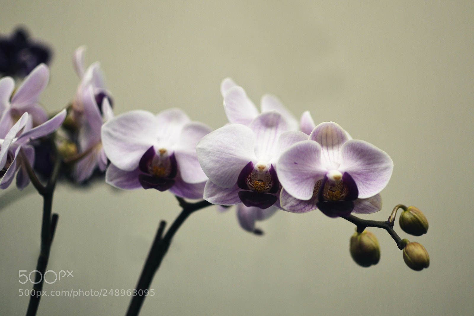 Nikon D7000 sample photo. Orchids photography