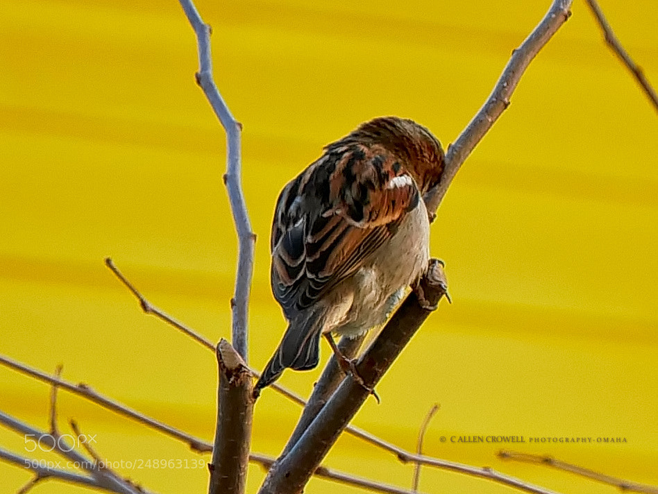 Panasonic Lumix DMC-GX85 (Lumix DMC-GX80 / Lumix DMC-GX7 Mark II) sample photo. Tired sparrow photography