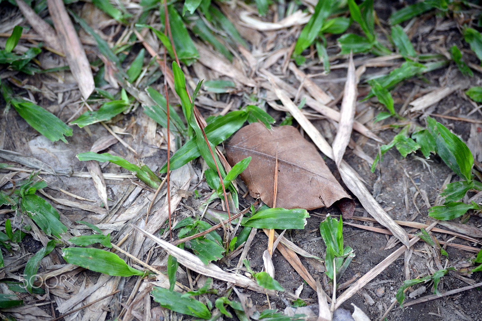 Nikon D3100 sample photo. Dslr photography