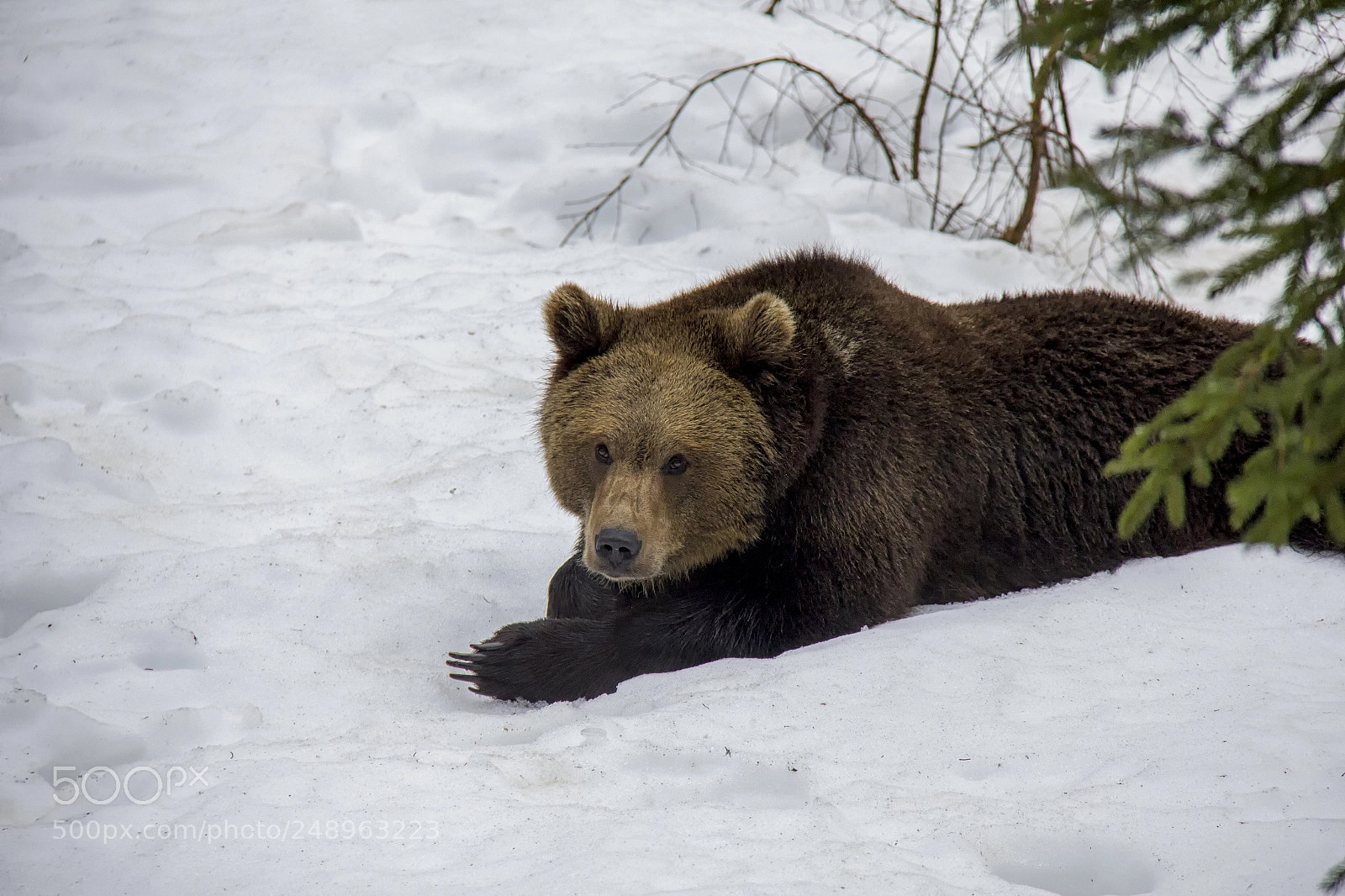 Canon EOS 550D (EOS Rebel T2i / EOS Kiss X4) sample photo. Brown bear photography
