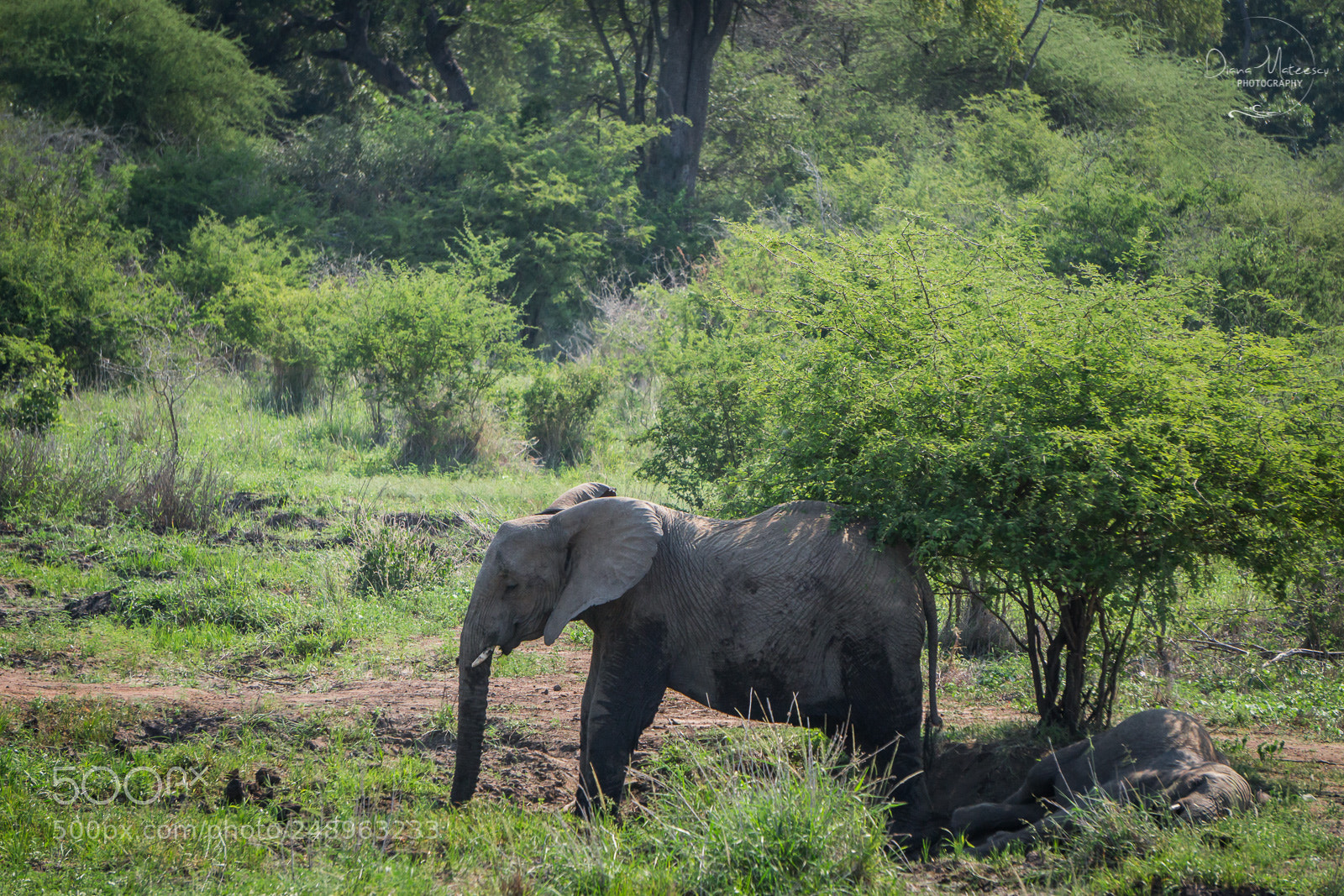 Sony a6000 sample photo. Elephant life i photography