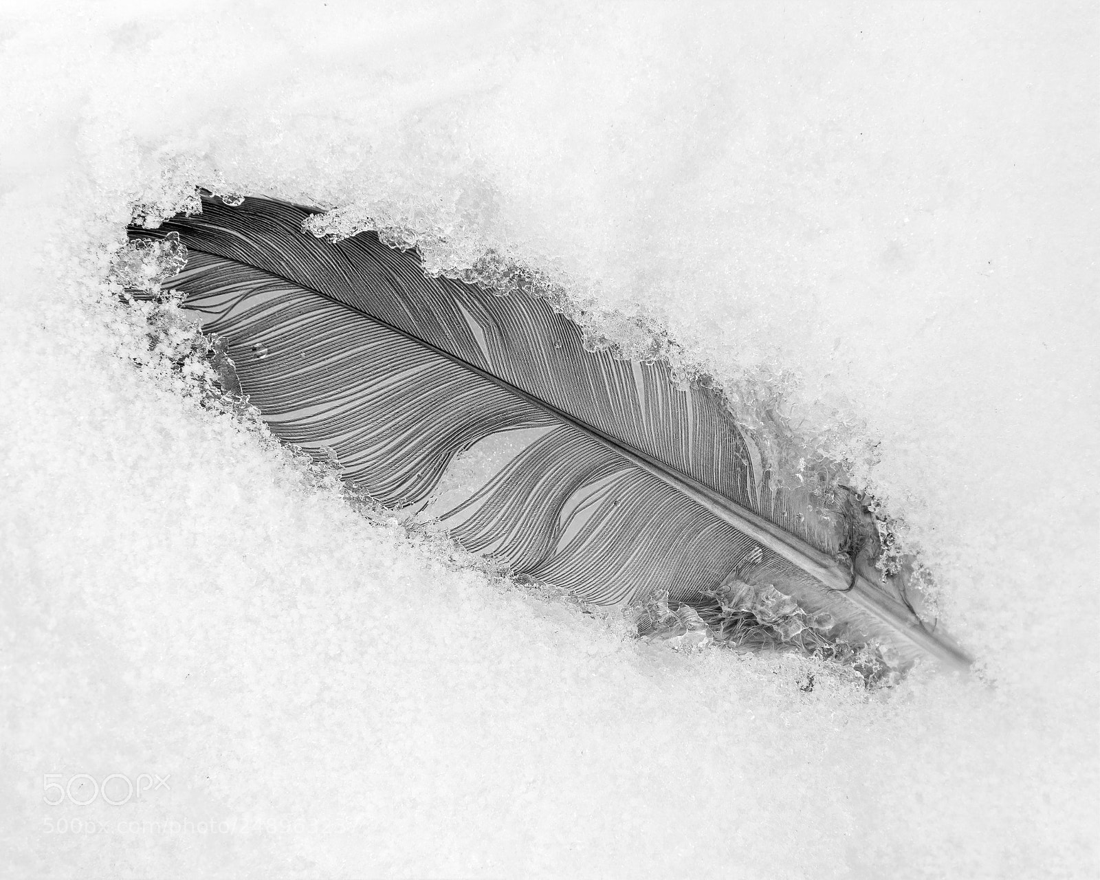 Pentax K-3 sample photo. Frozen feather photography